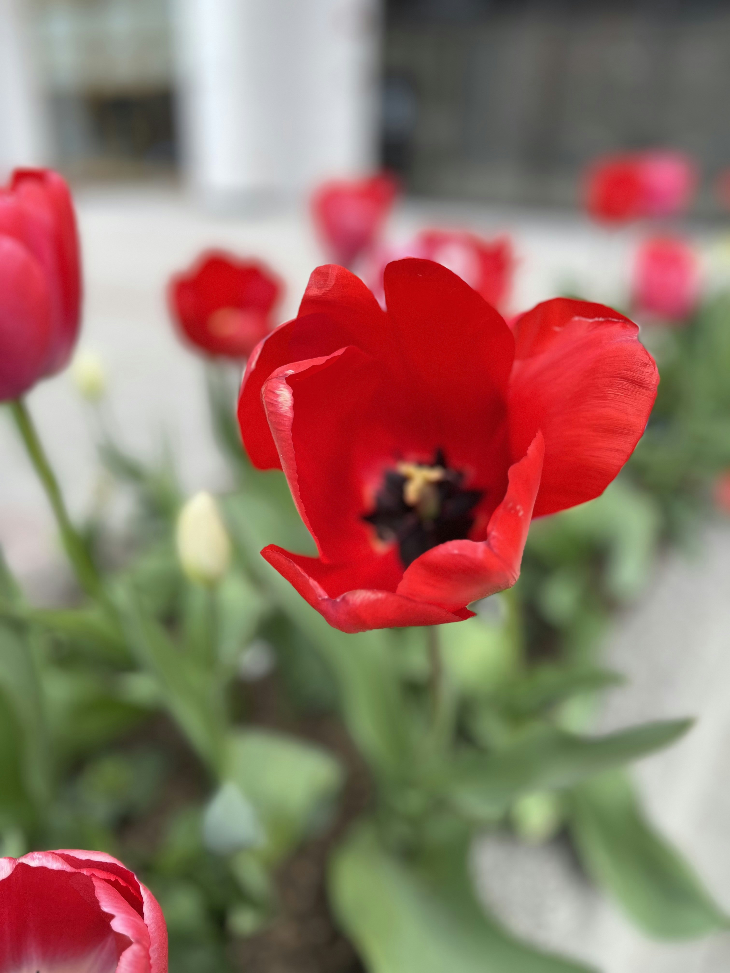 Ein Strauß roter Blumen, die in einer Vase stehen