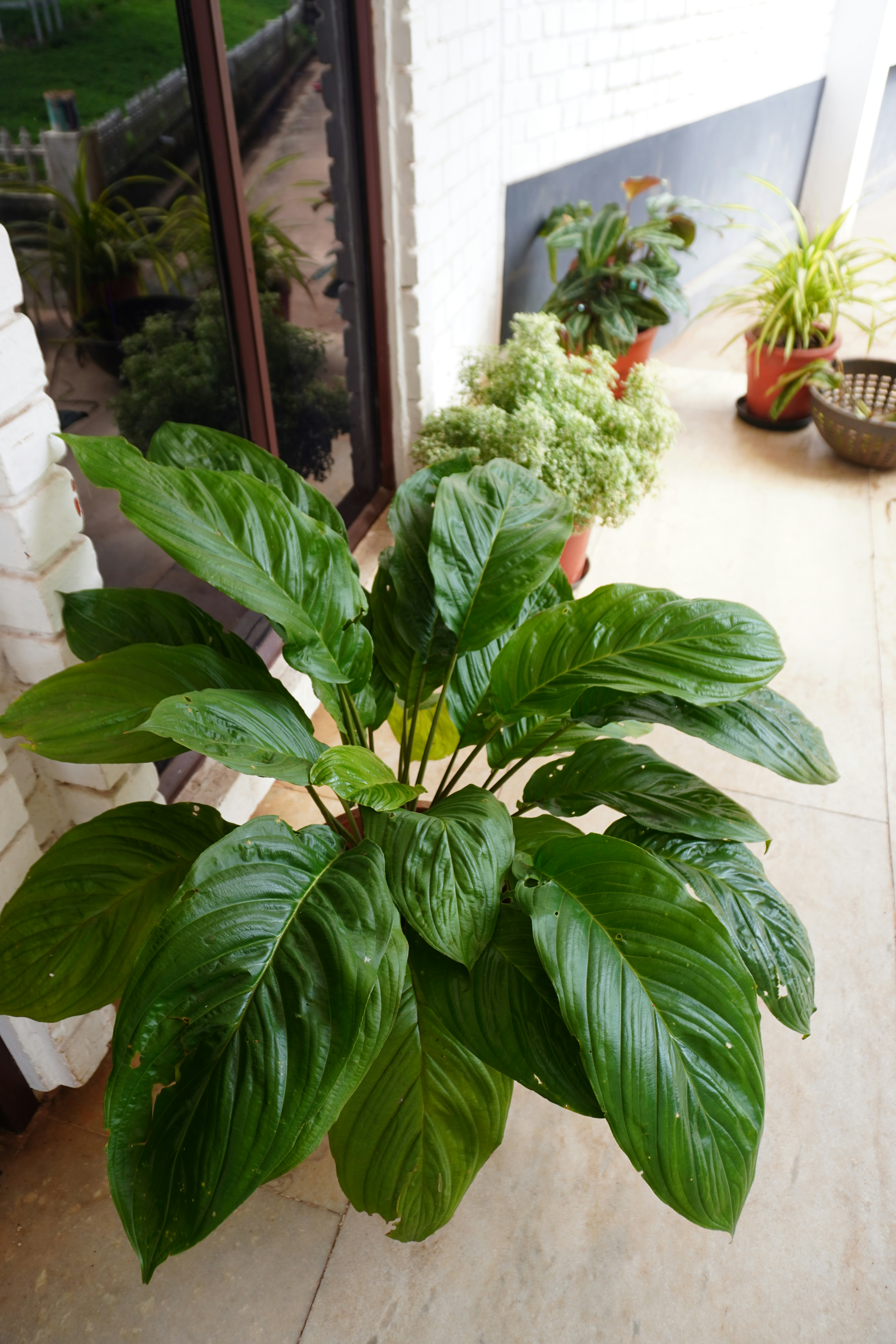 A potted plant sitting on top of a wooden table