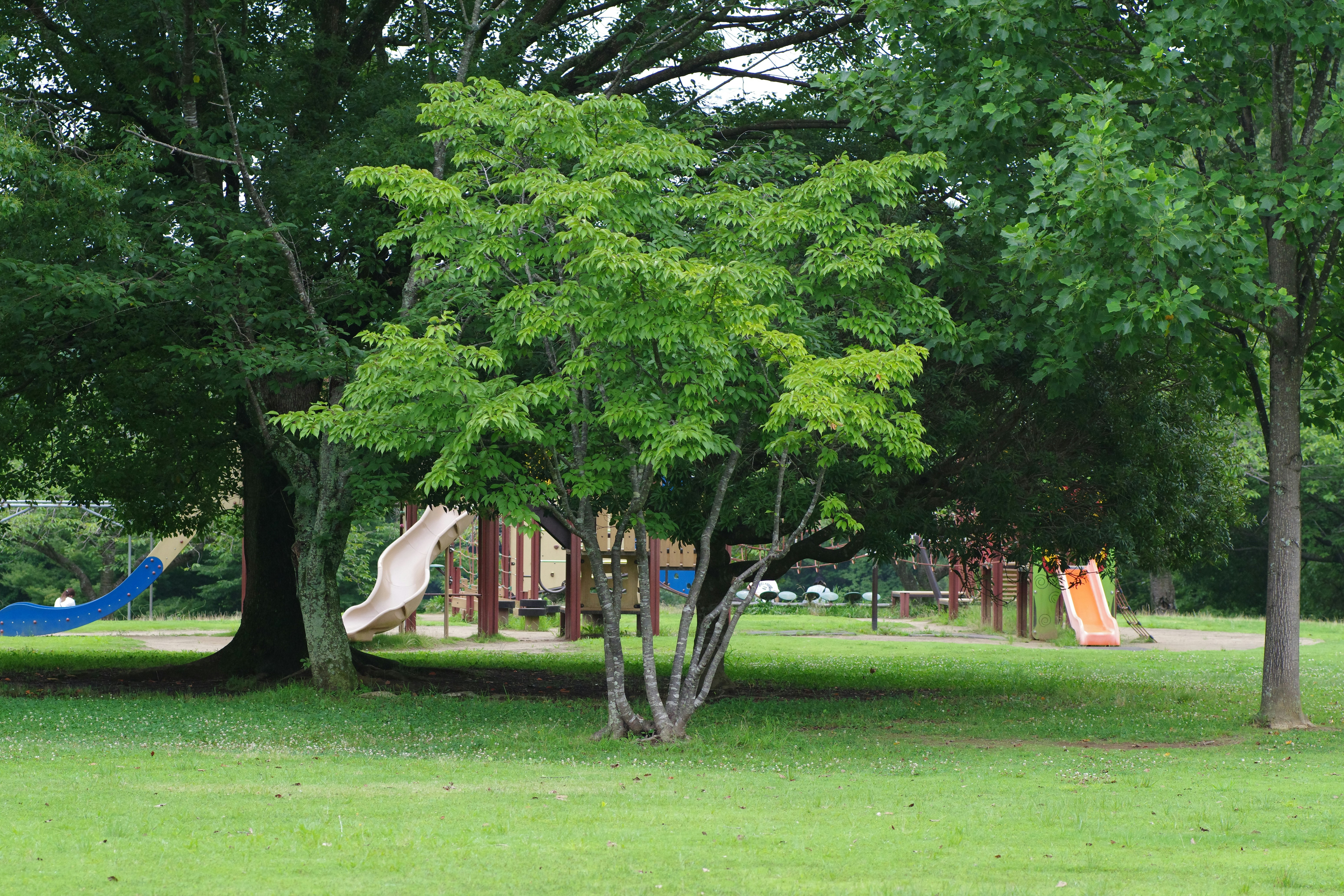Arborist Services for Melbourne Councils header image