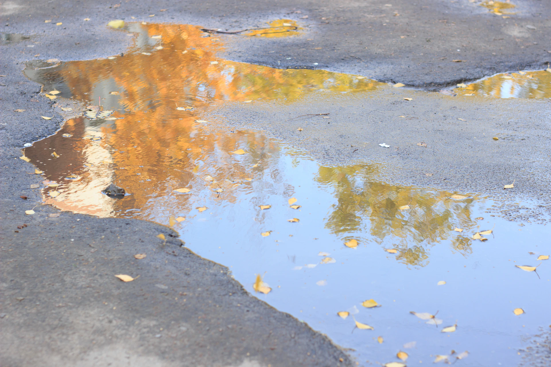 A reflection of a tree in a puddle of water