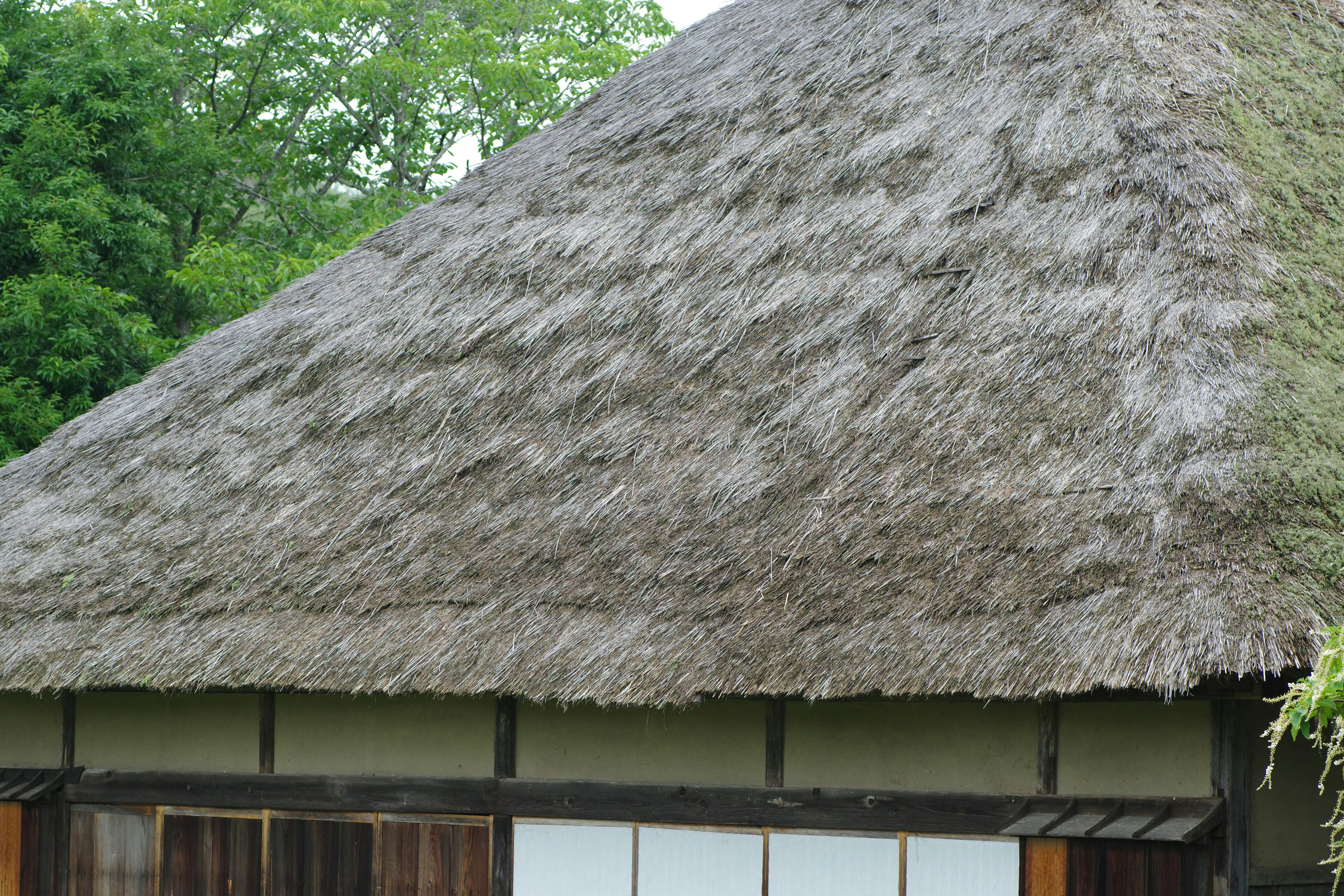 A house with a thatched roof and windows