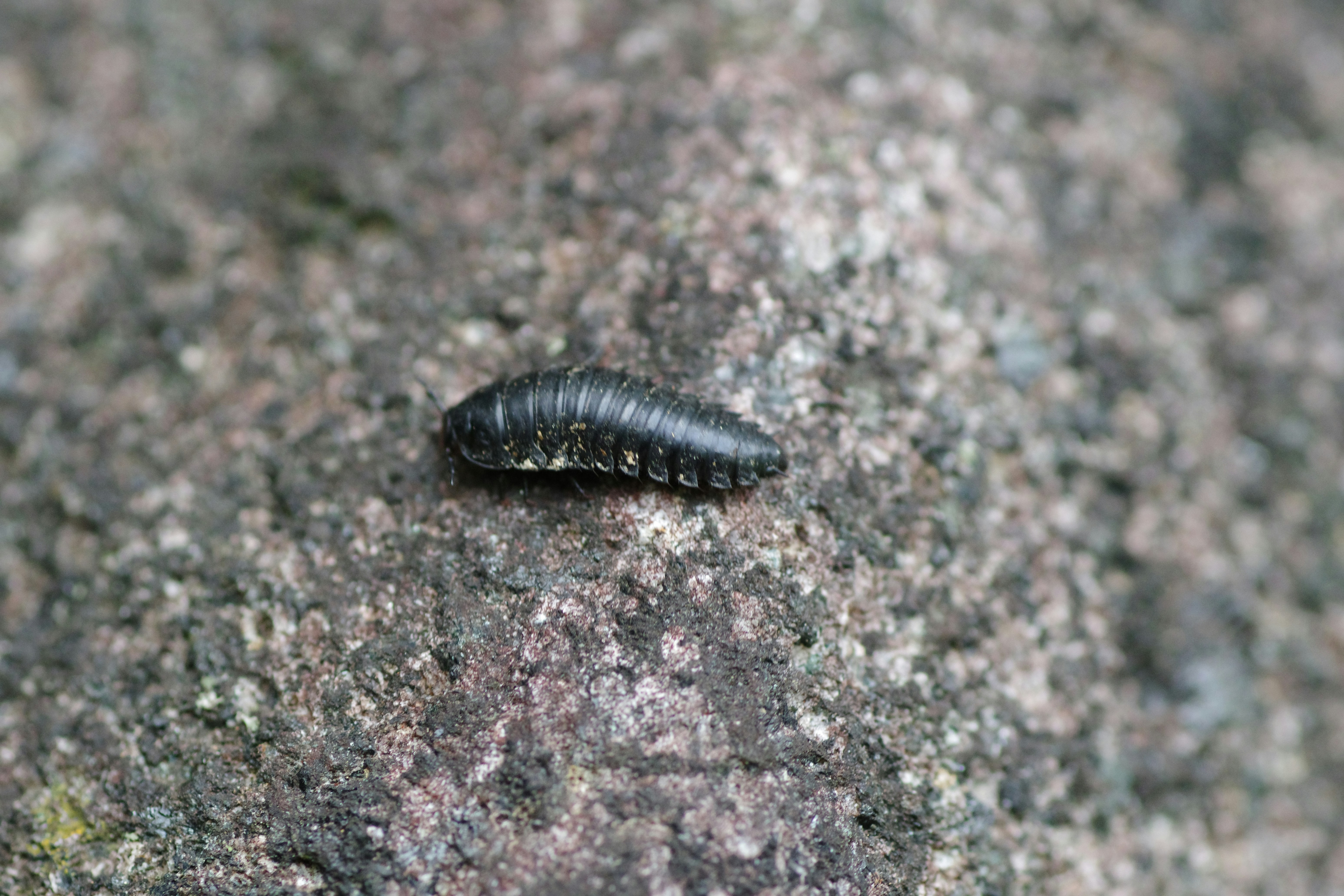 A black caterpillar crawling on a rock