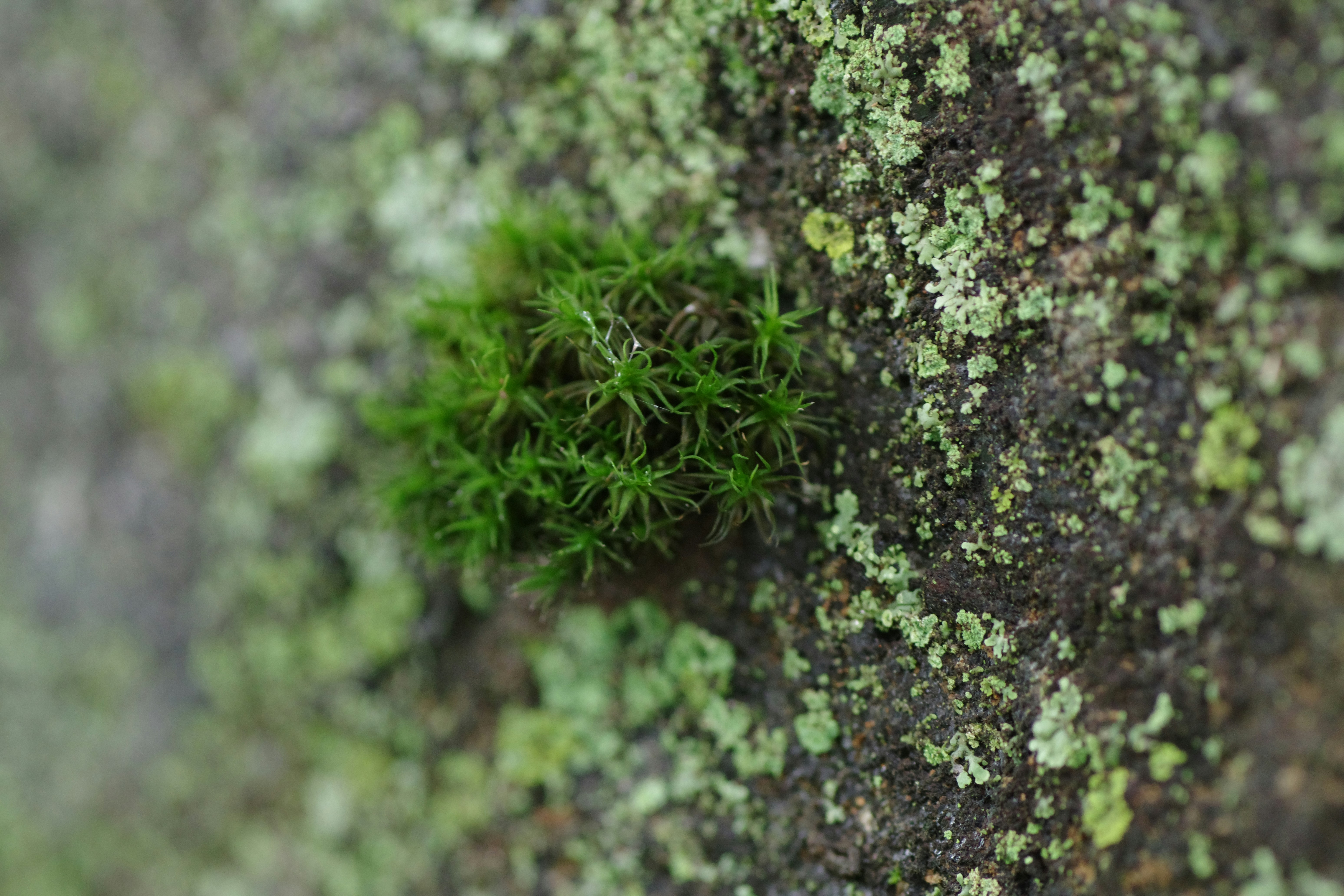 The Rise of Micro‑Grow & Smart Cold‑Chain for Local Food Resilience (2026 Playbook)