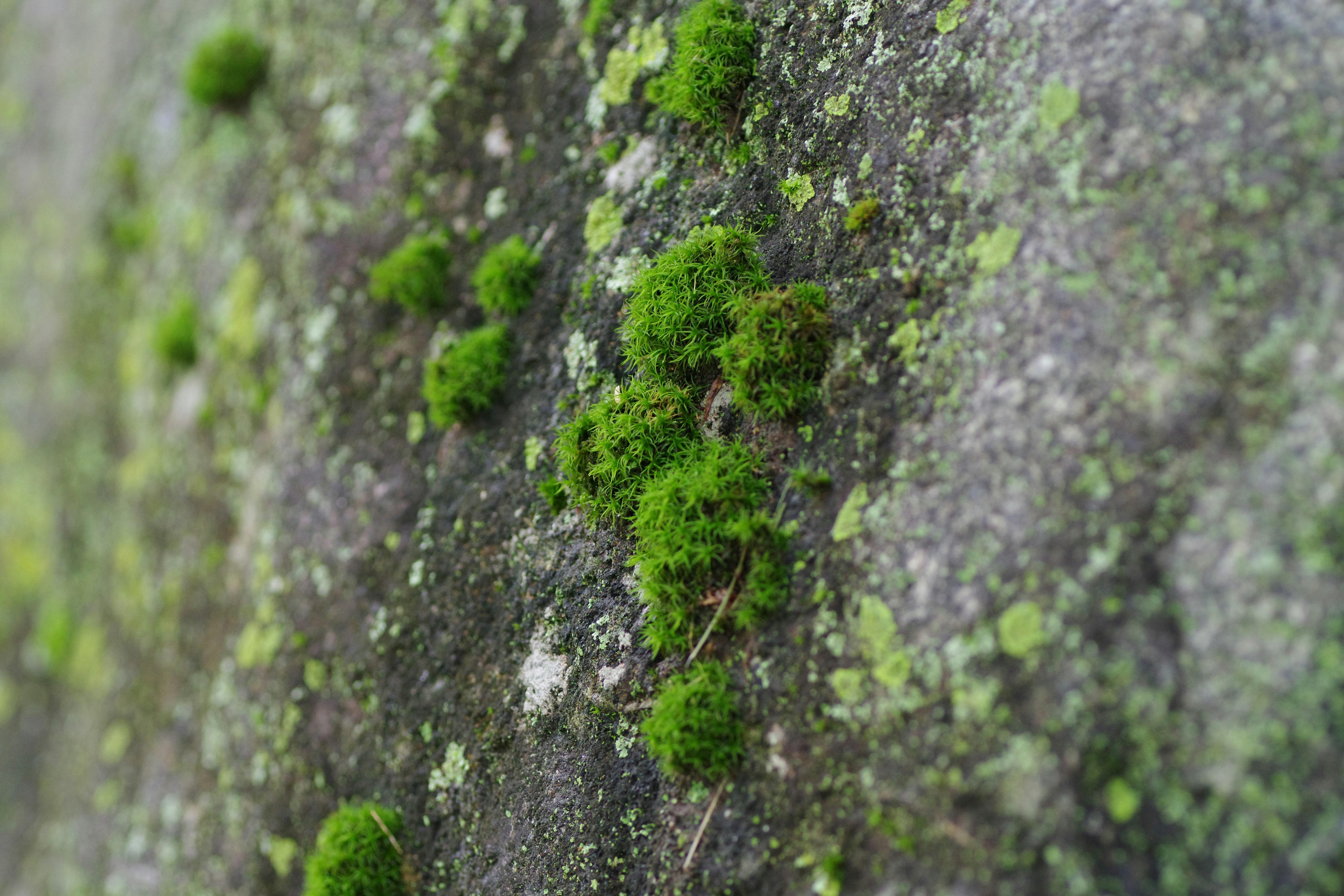 Bloopers: Living Labs Report - Part 1: Generations