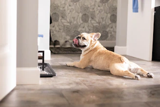 A dog laying on the floor in a room