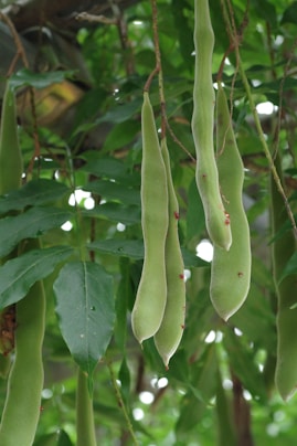 Bush Beans