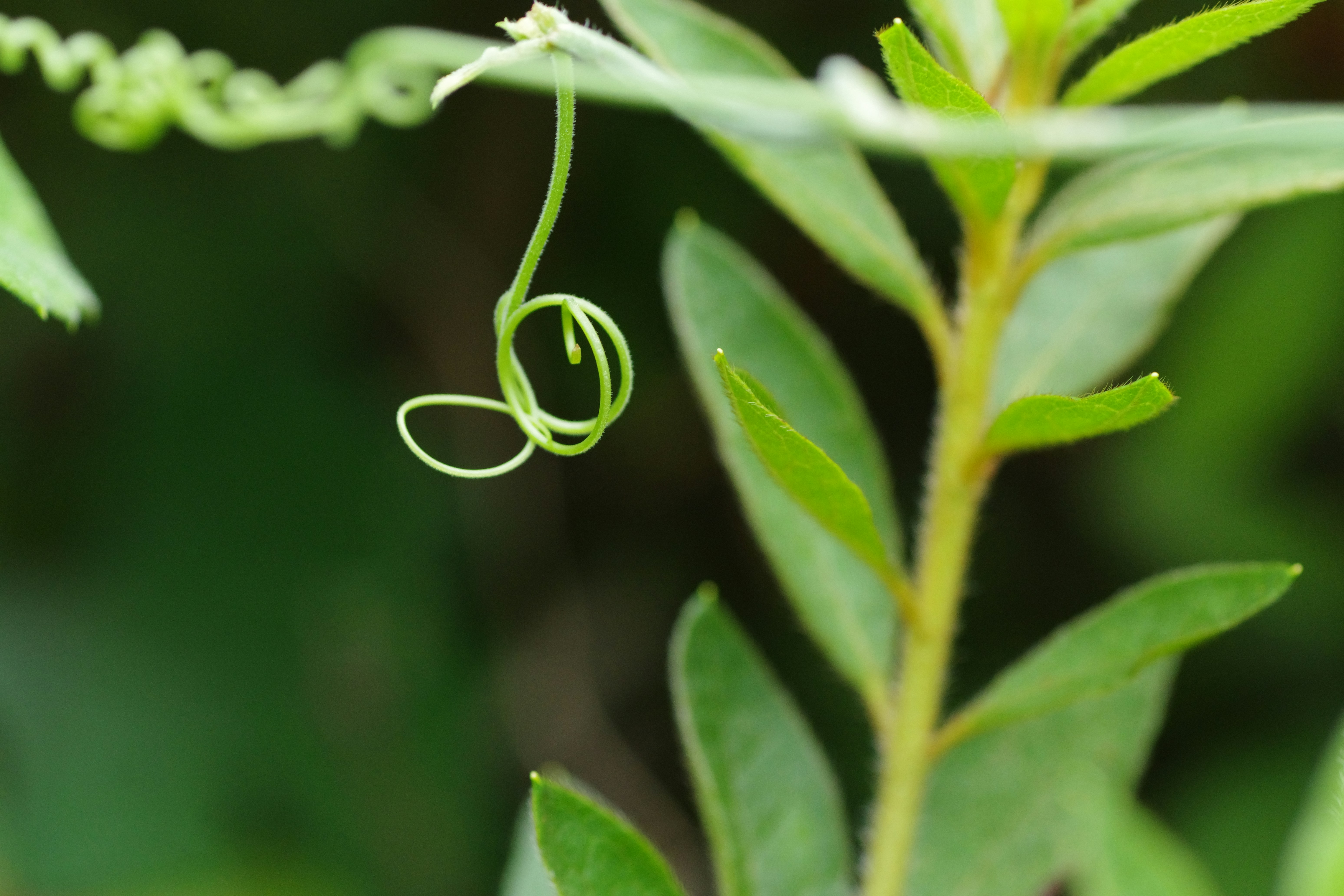 A close up of a green plant with leaves