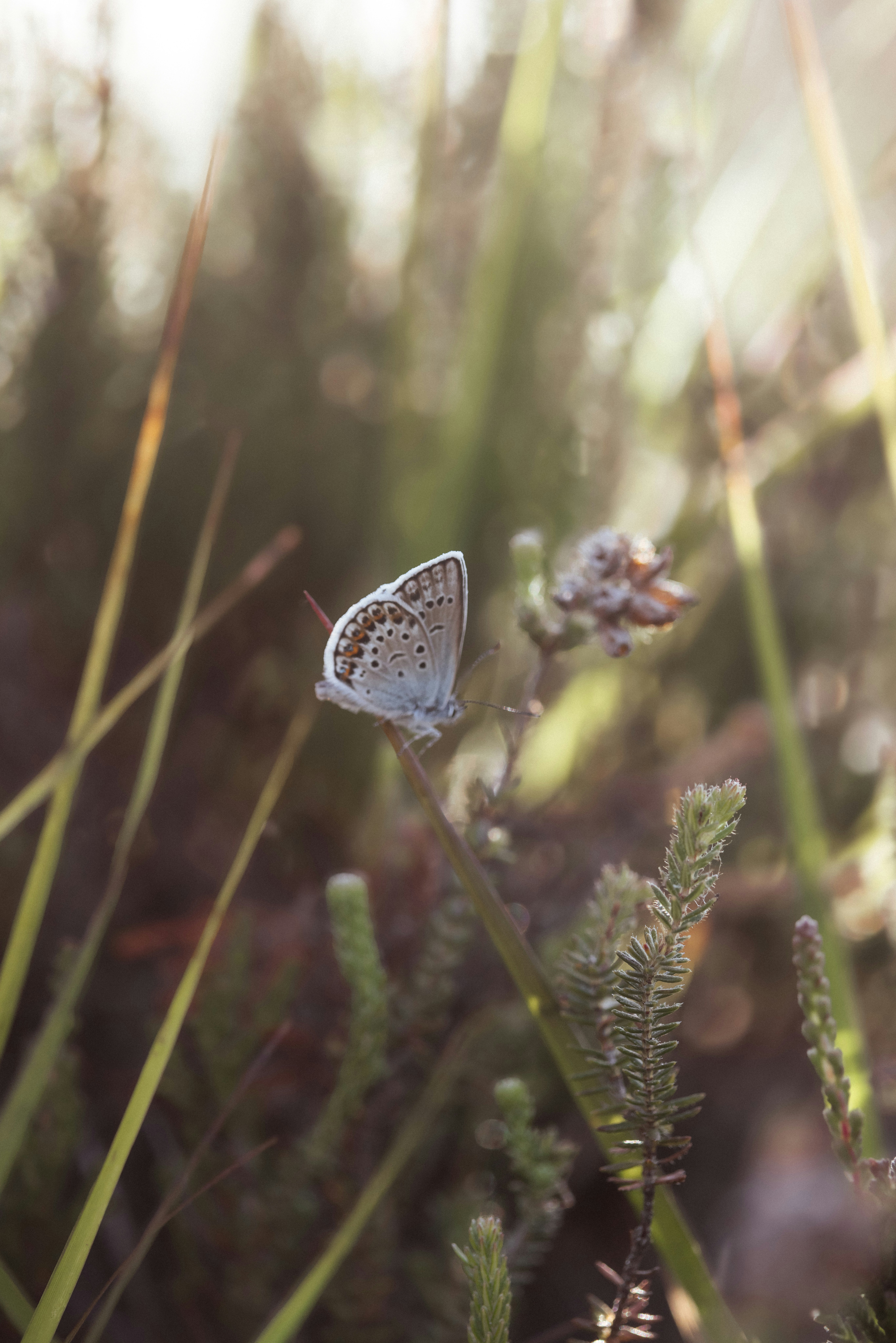 Photo by anniespratt