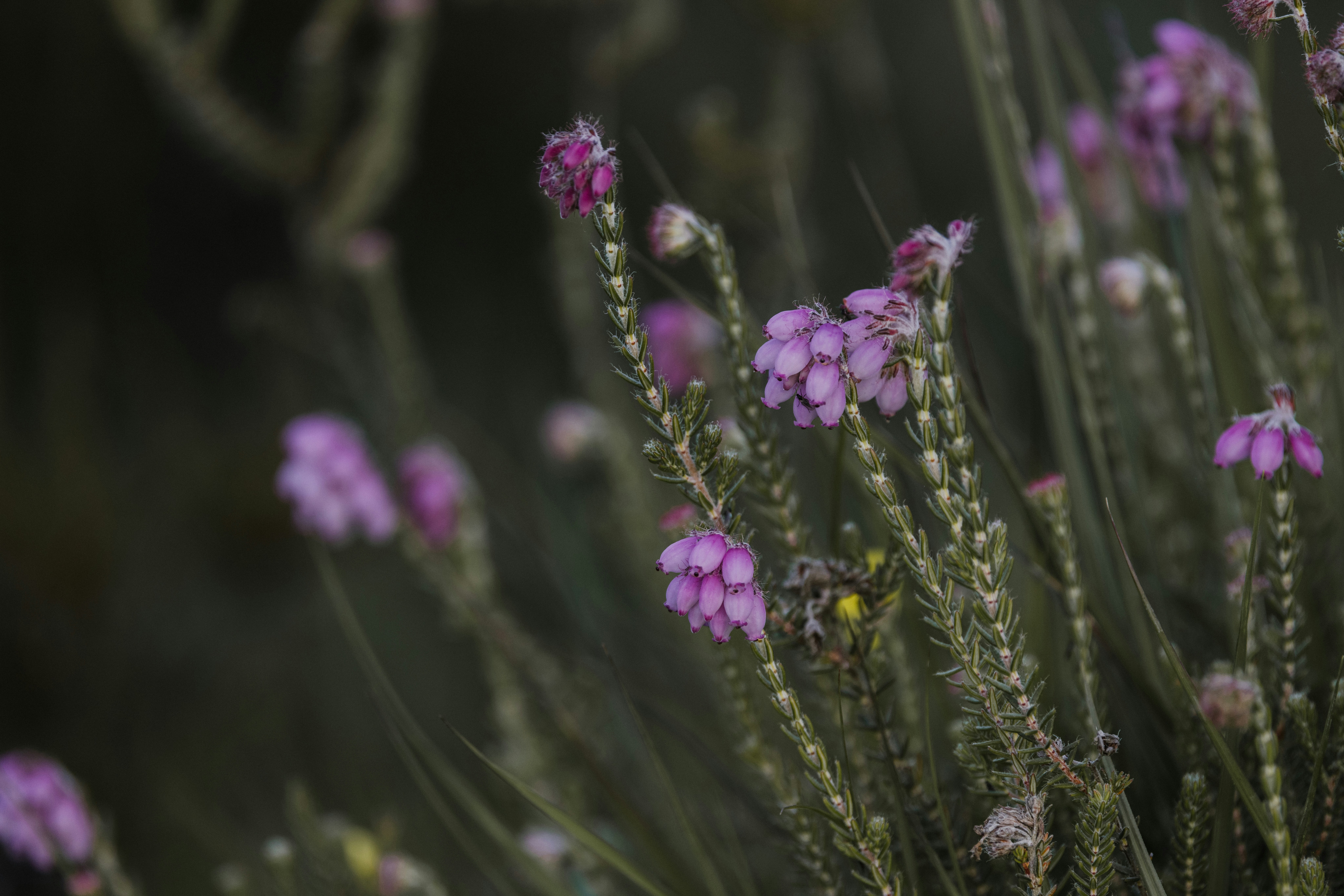 Photo by anniespratt