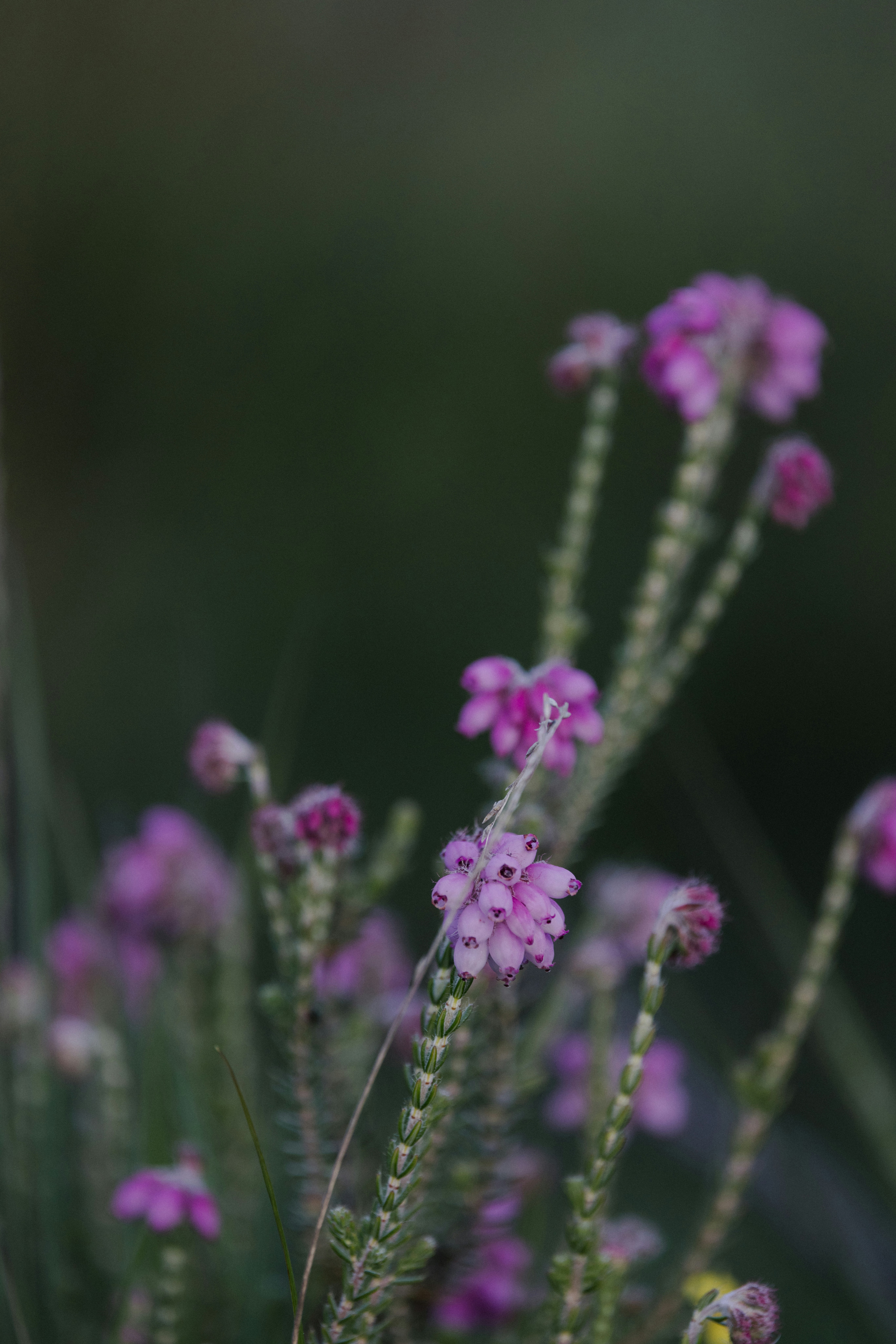 Photo by anniespratt