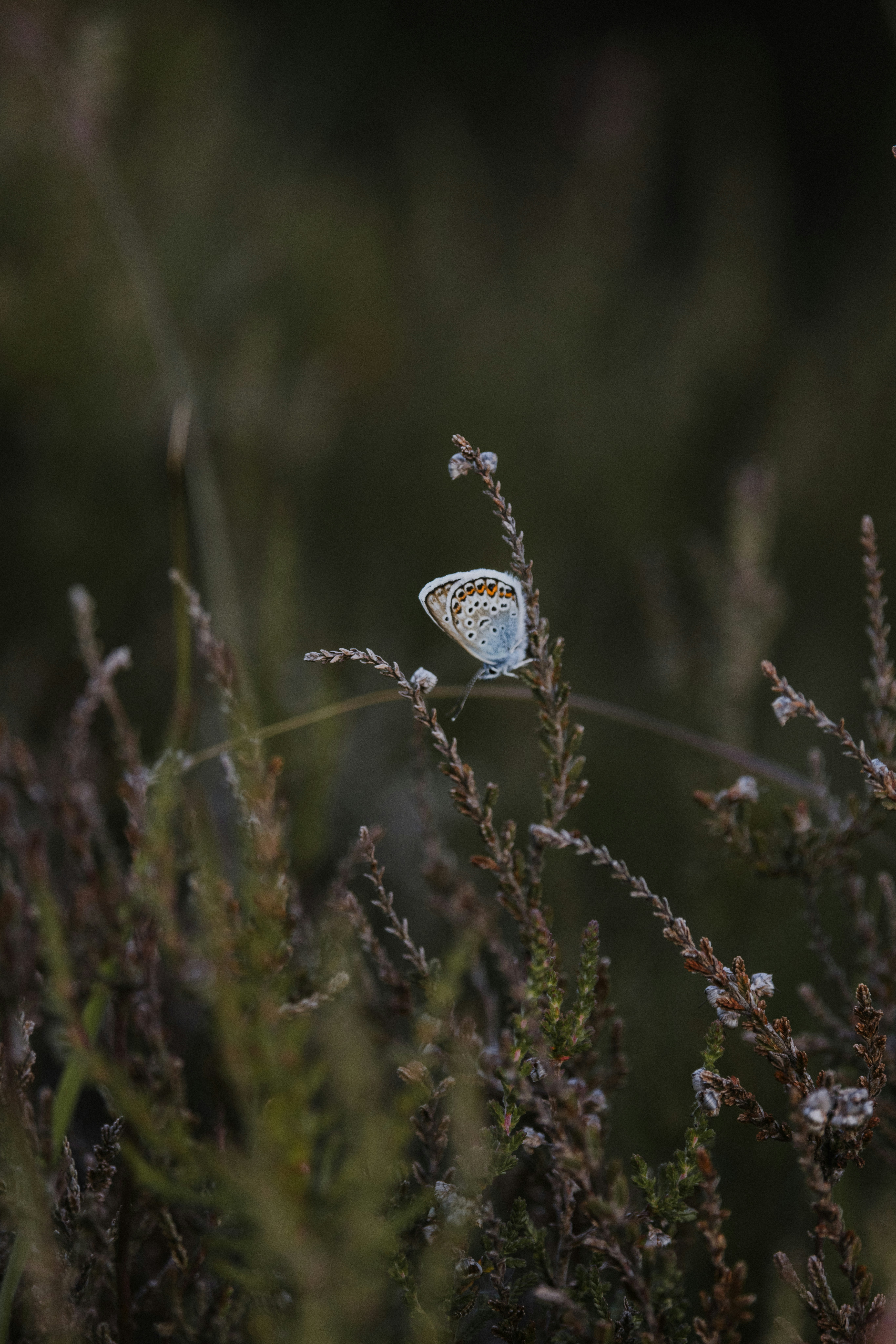 Photo by anniespratt