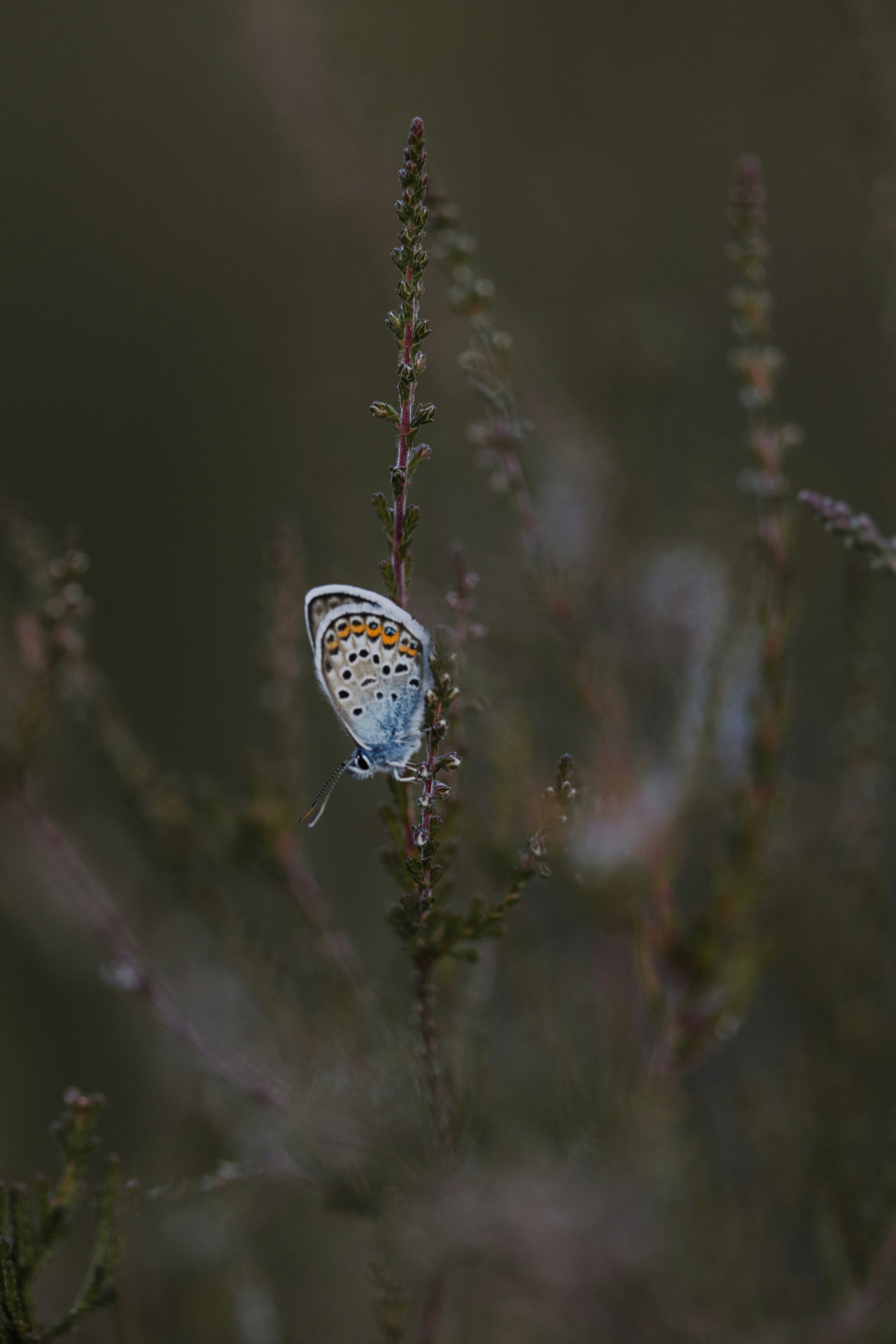 Photo by anniespratt