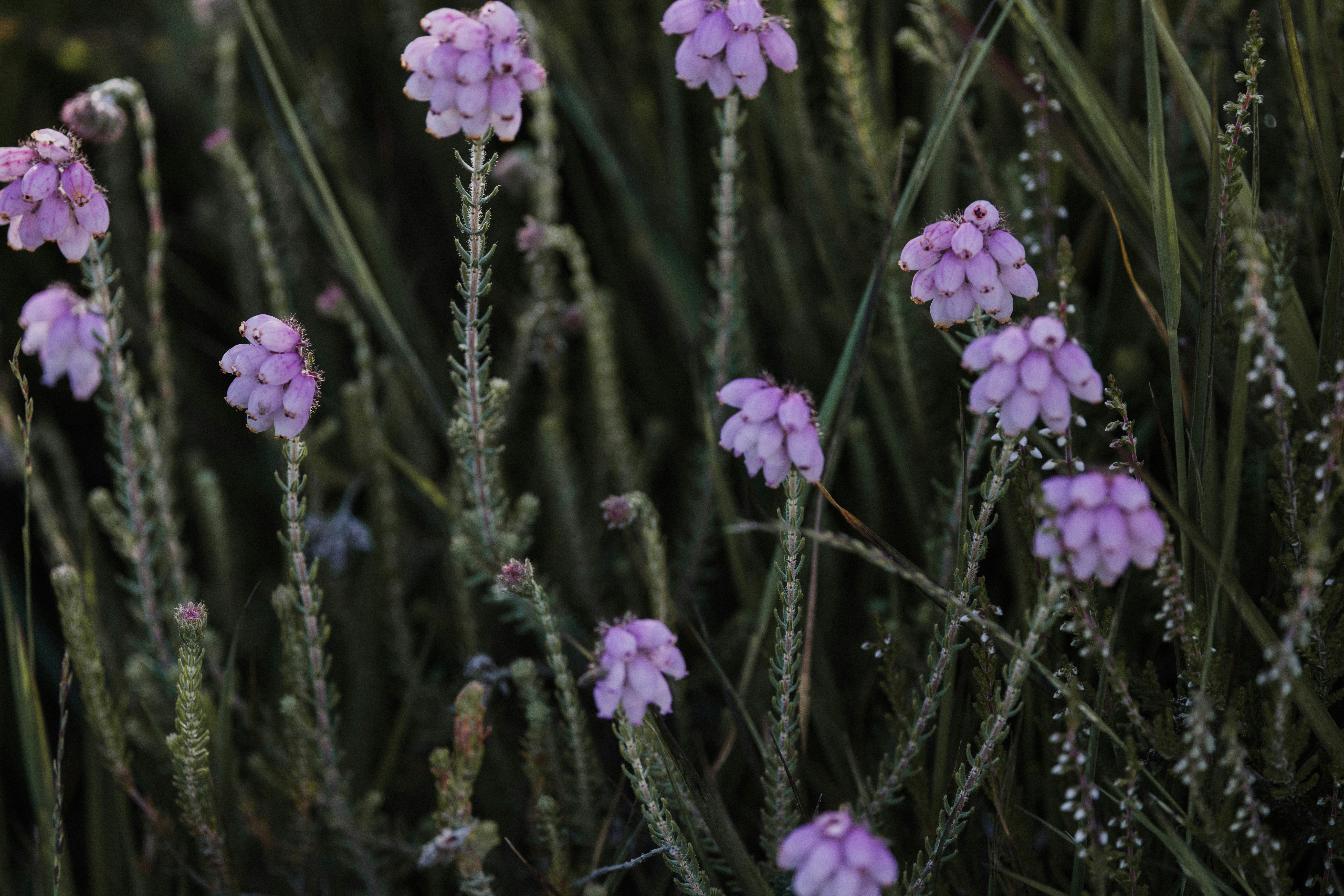 Photo by anniespratt