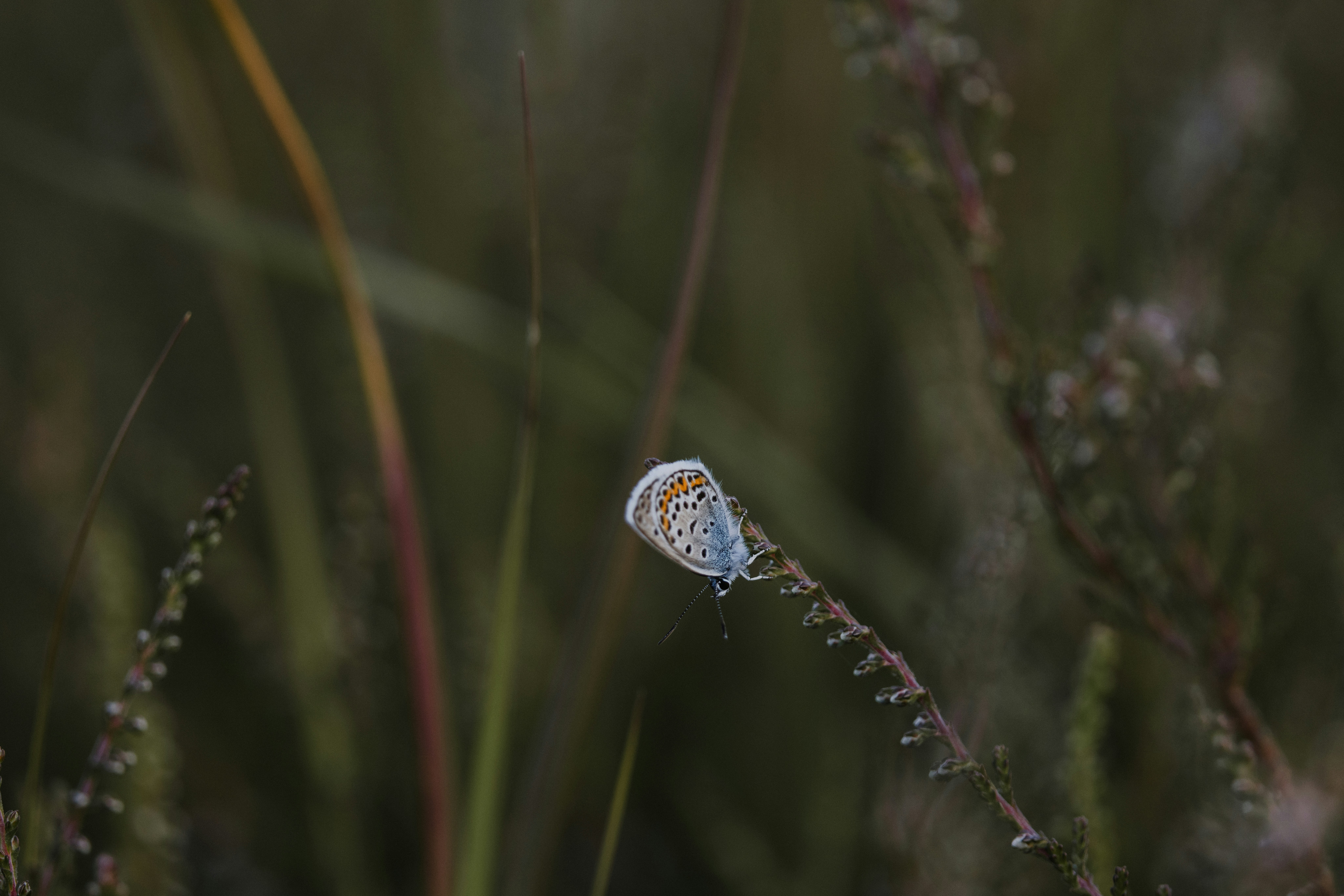 Photo by anniespratt