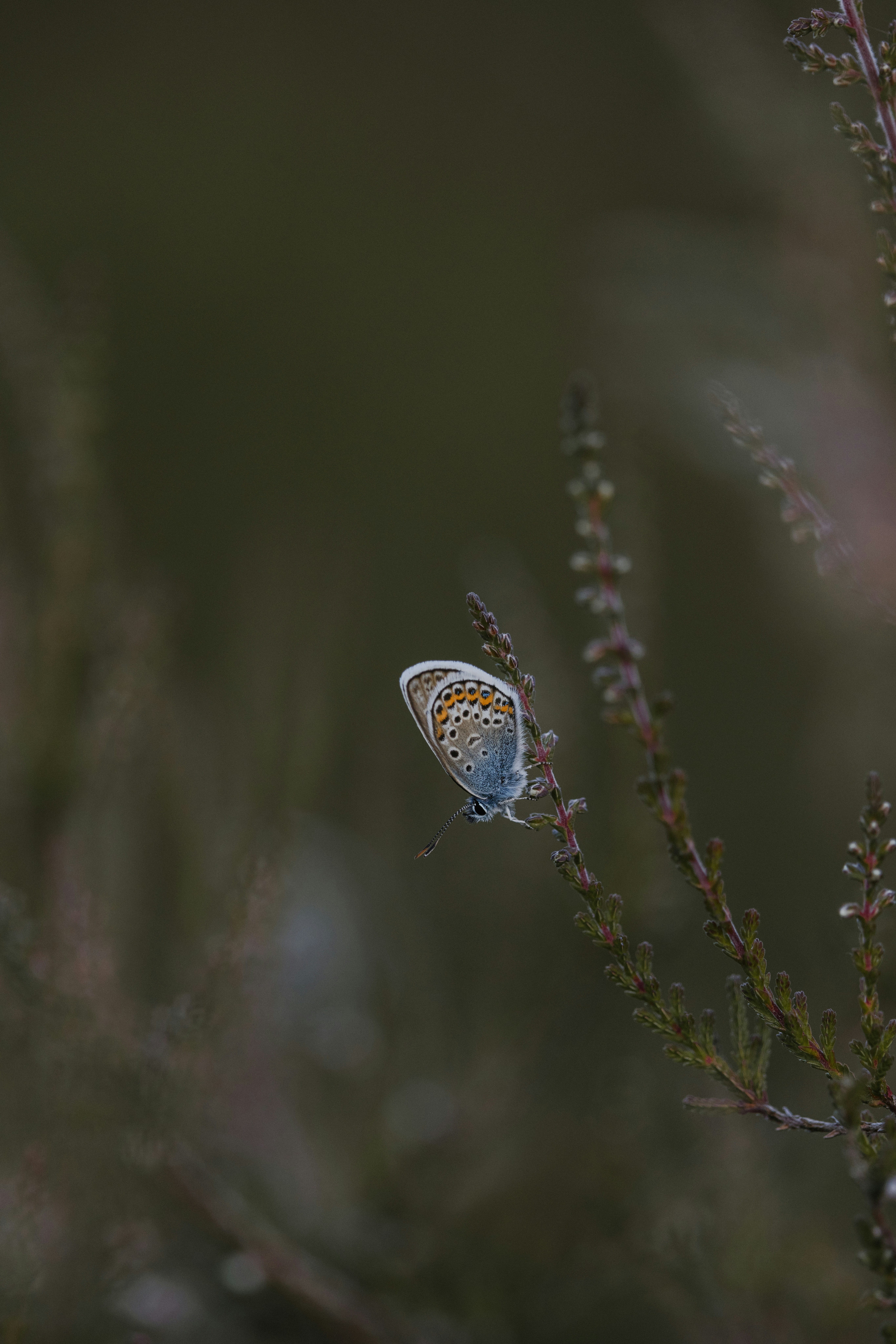 Photo by anniespratt