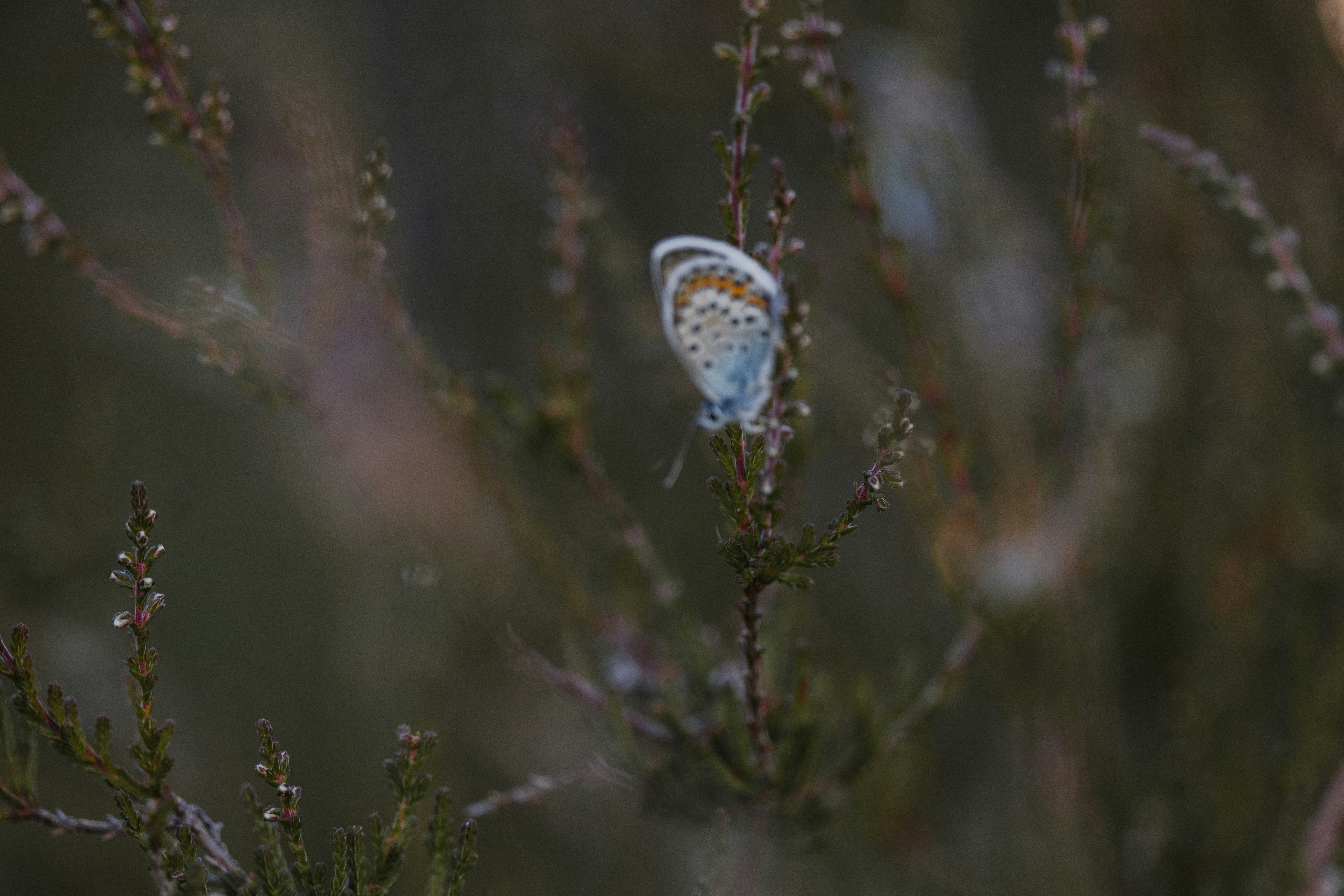 Photo by anniespratt