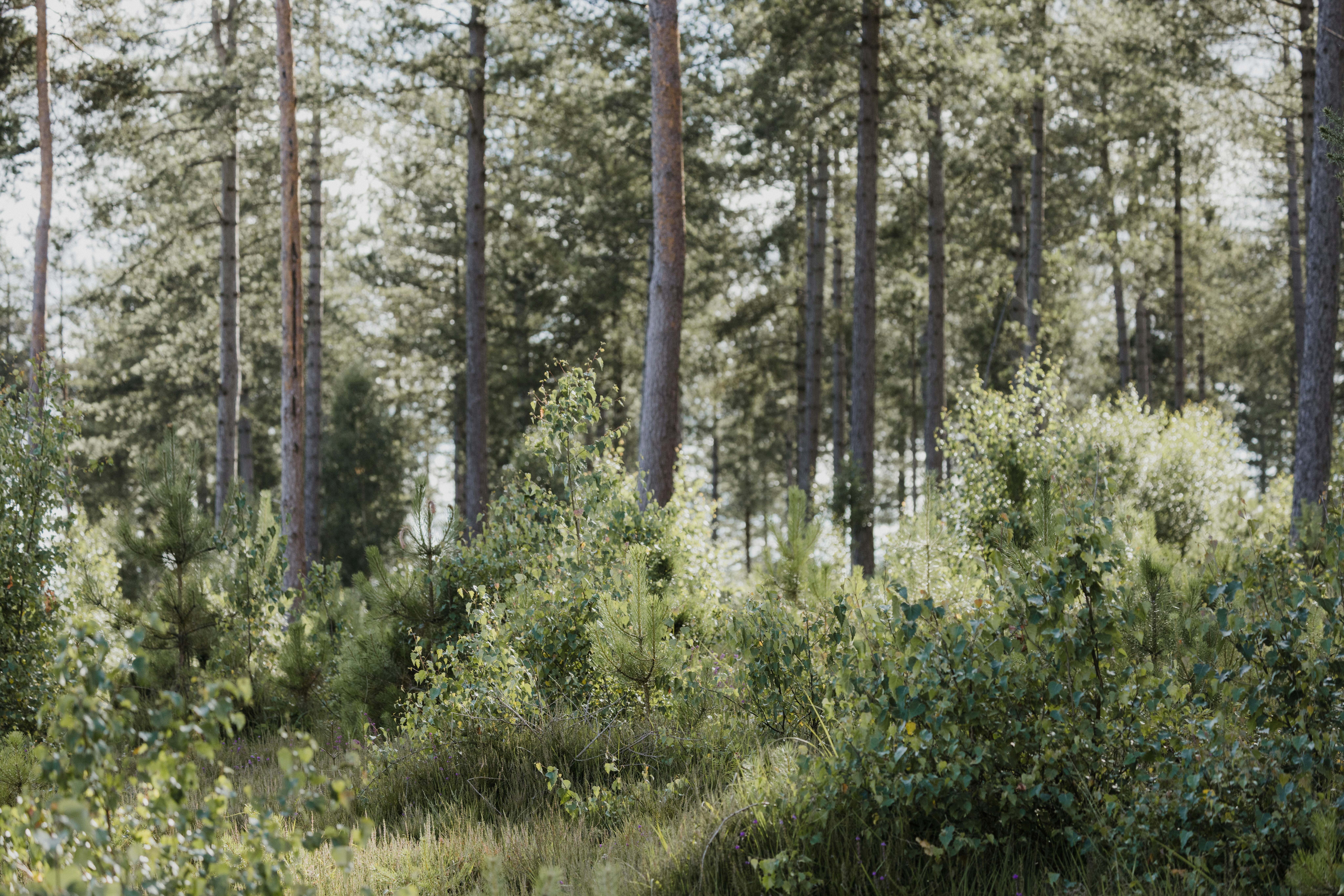 Photo by anniespratt