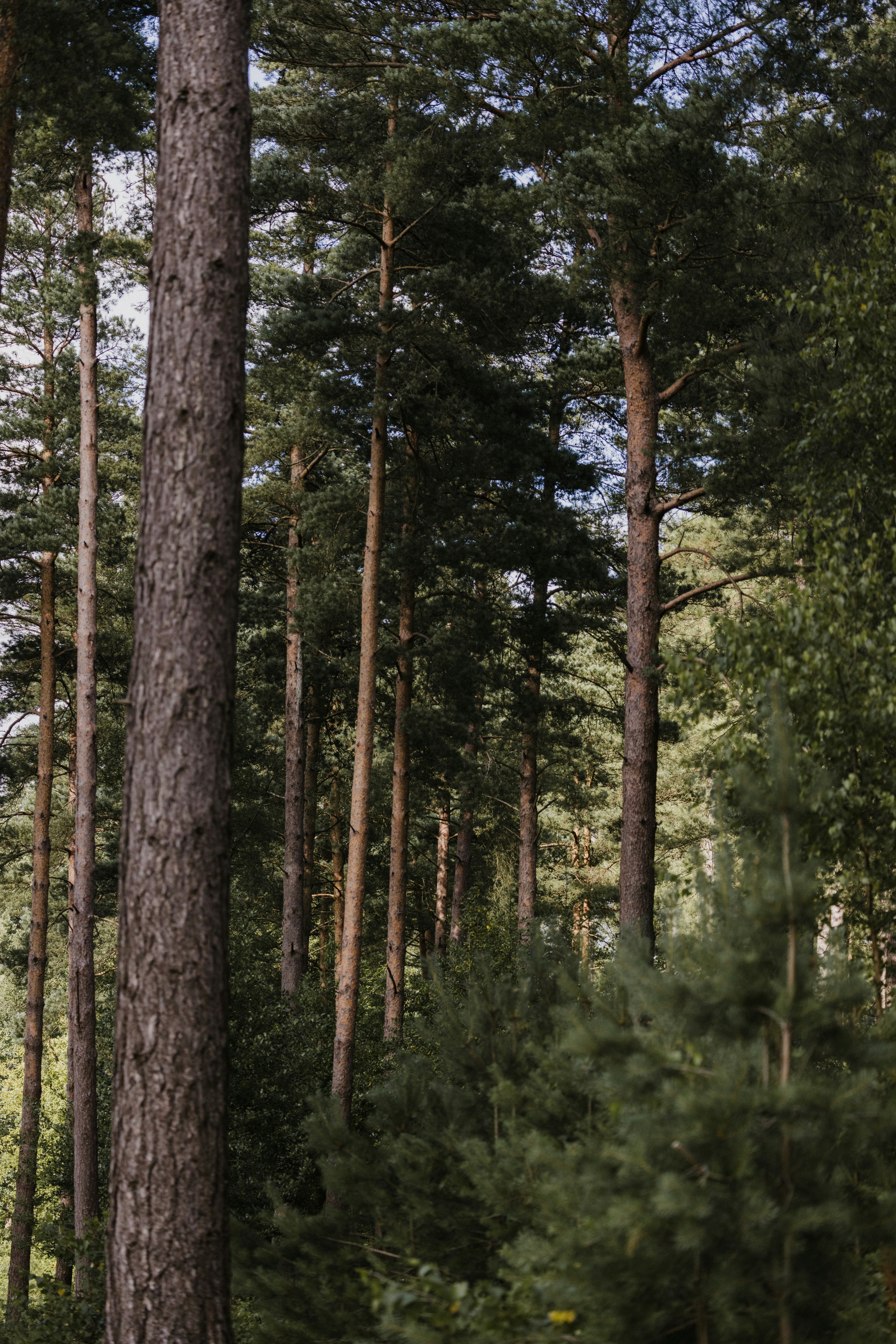 Photo by anniespratt