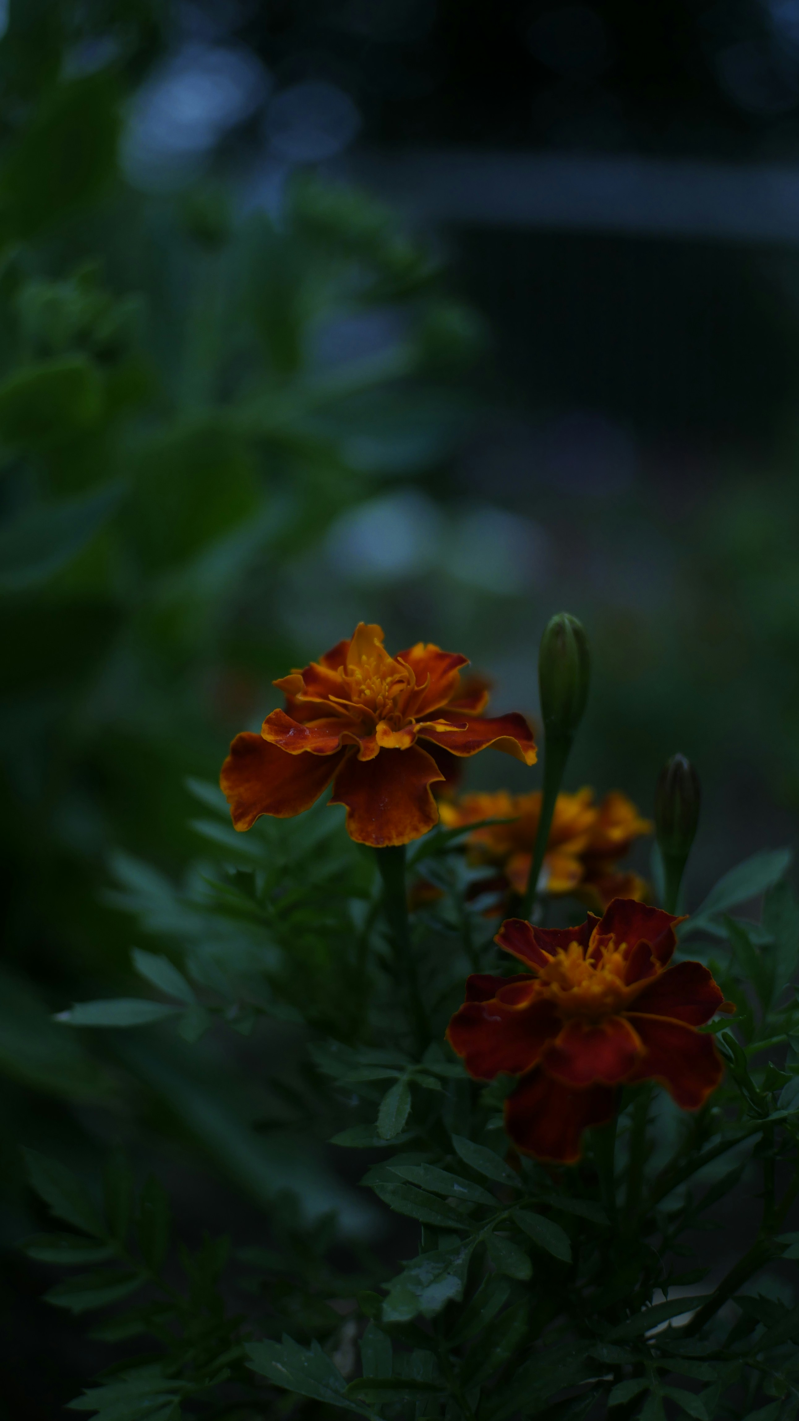 Photo by xrustick