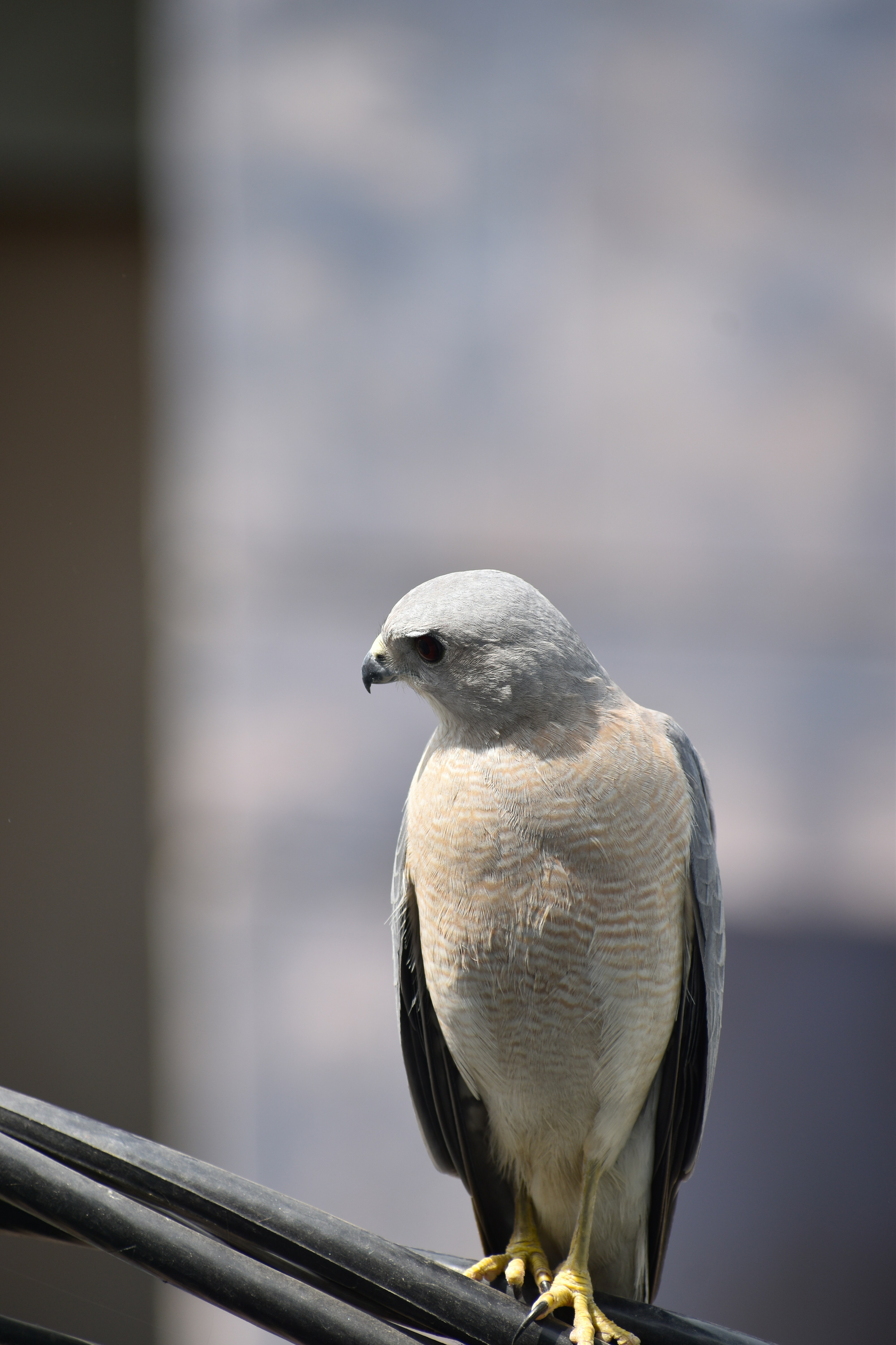 A white and black bird sitting on a wire
