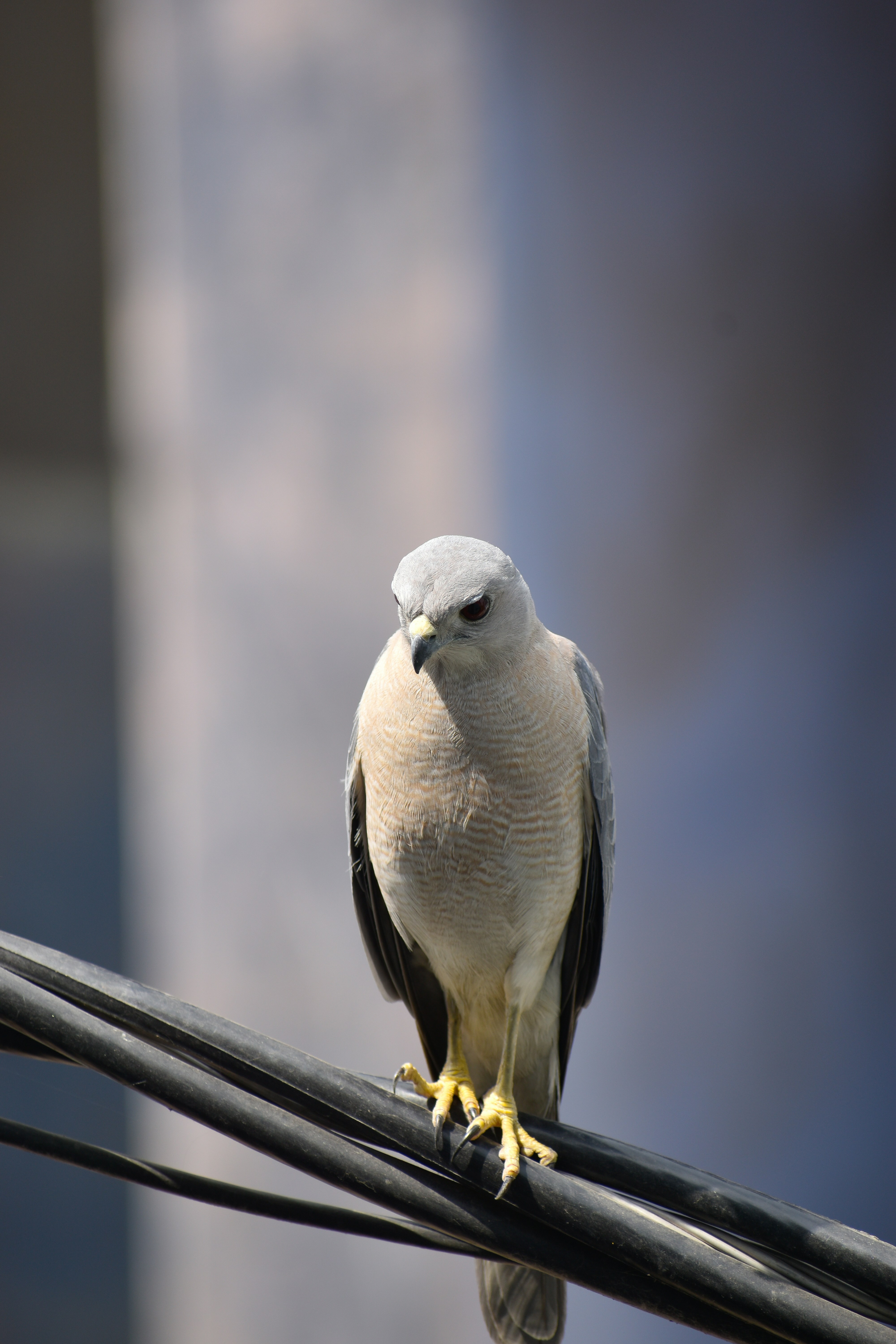 A bird sitting on top of a power line