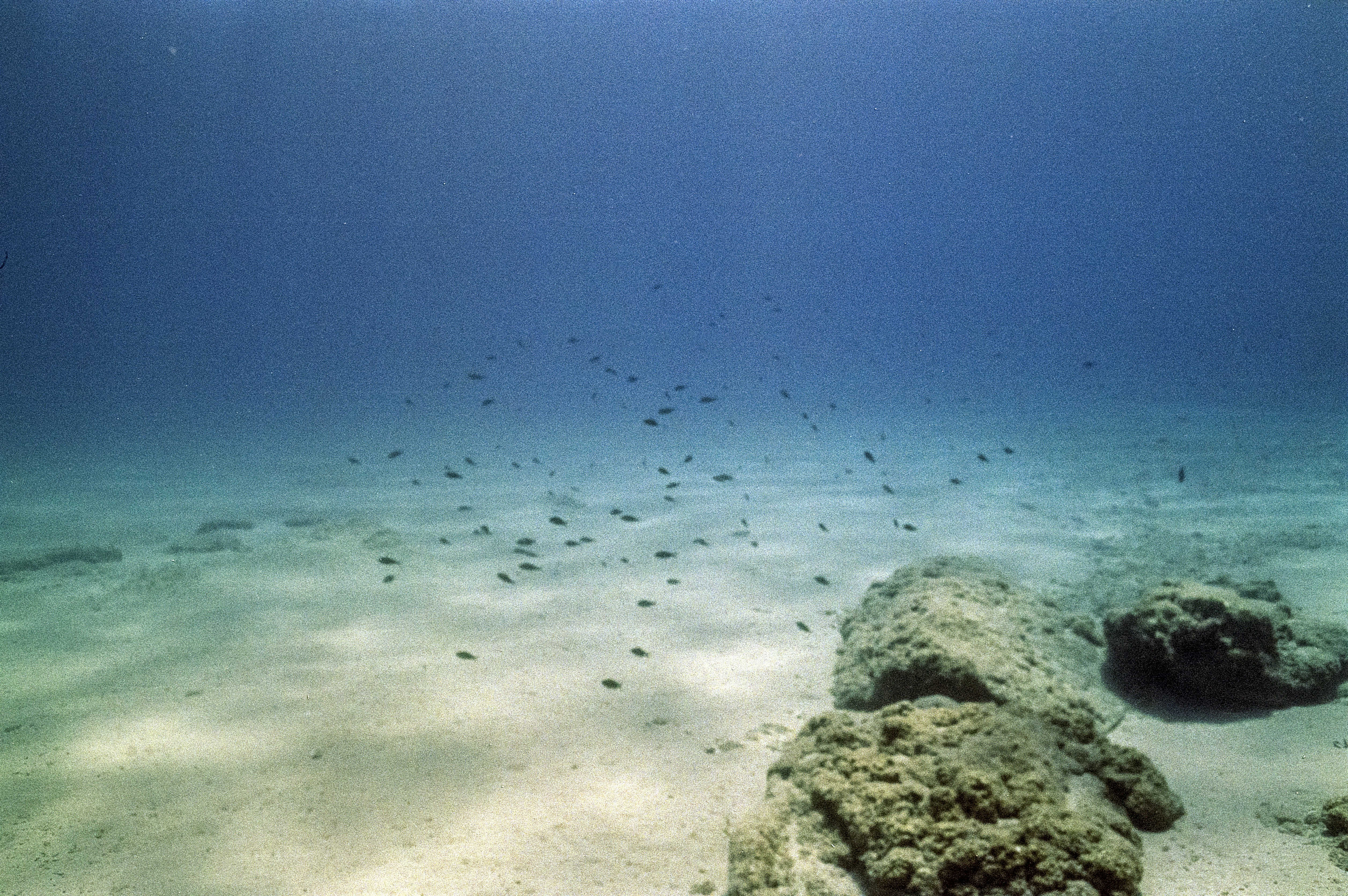 White sand and fish in a clear blue ocean