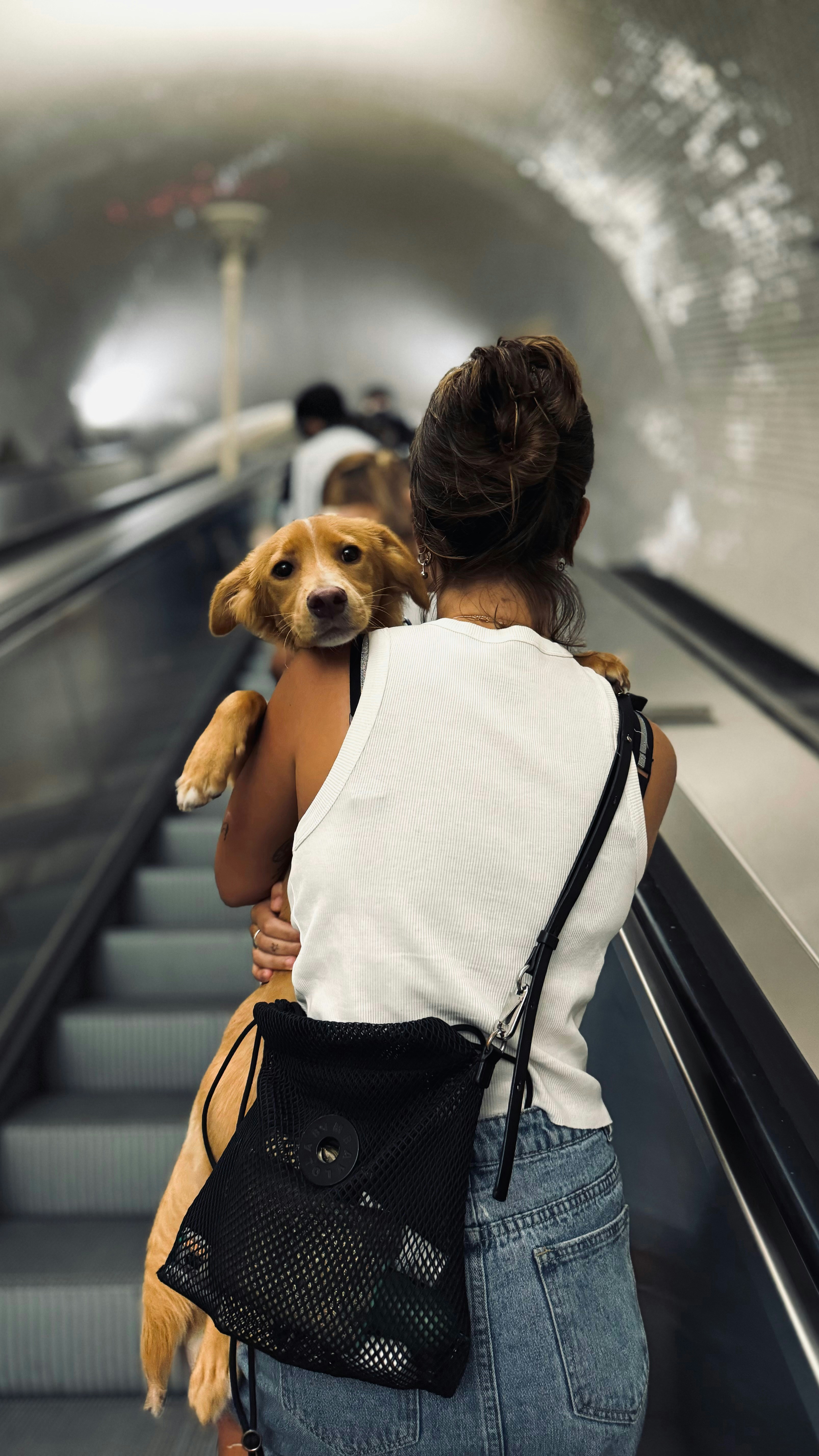 Dog looking anxious in car with worried expression