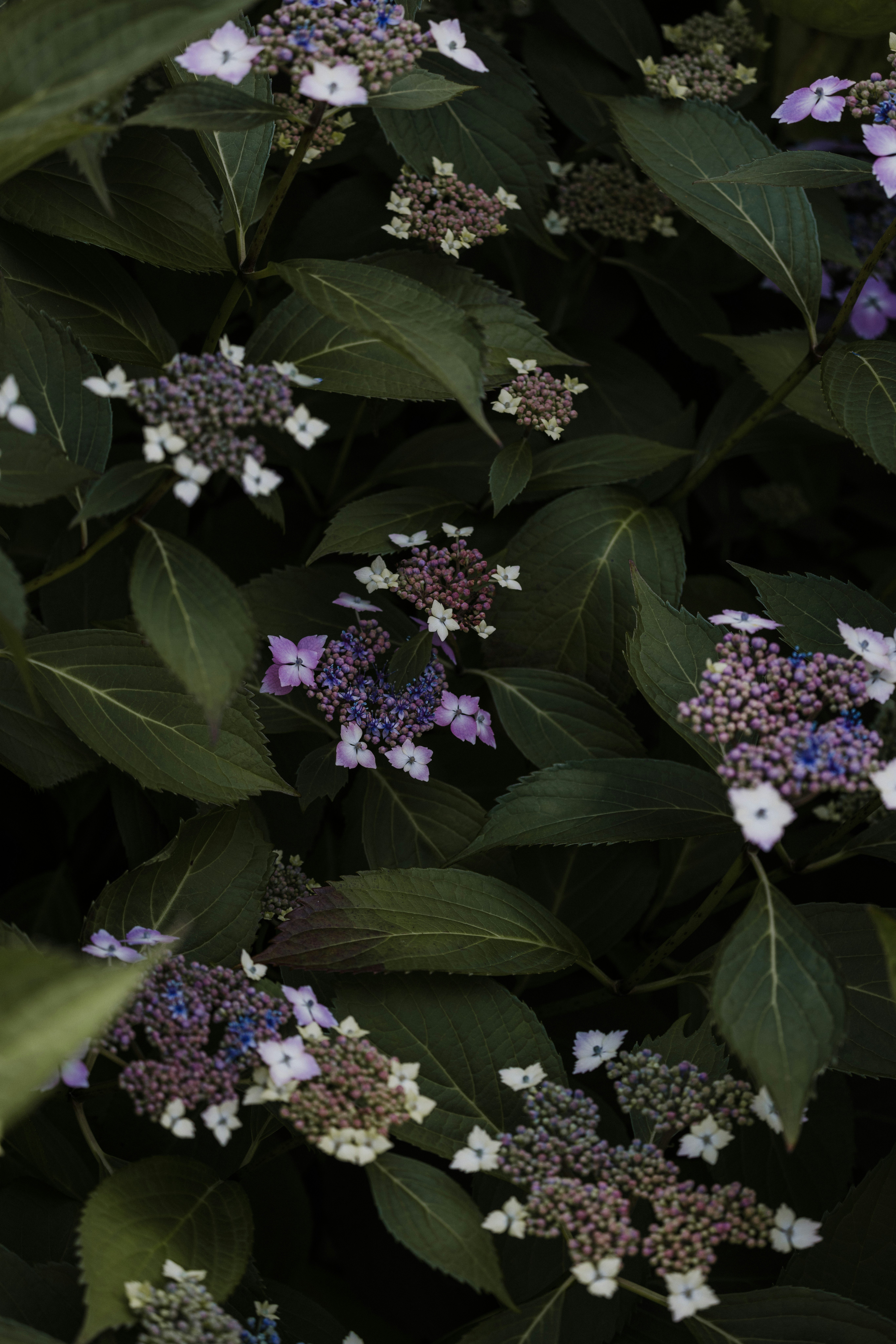 Photo by anniespratt