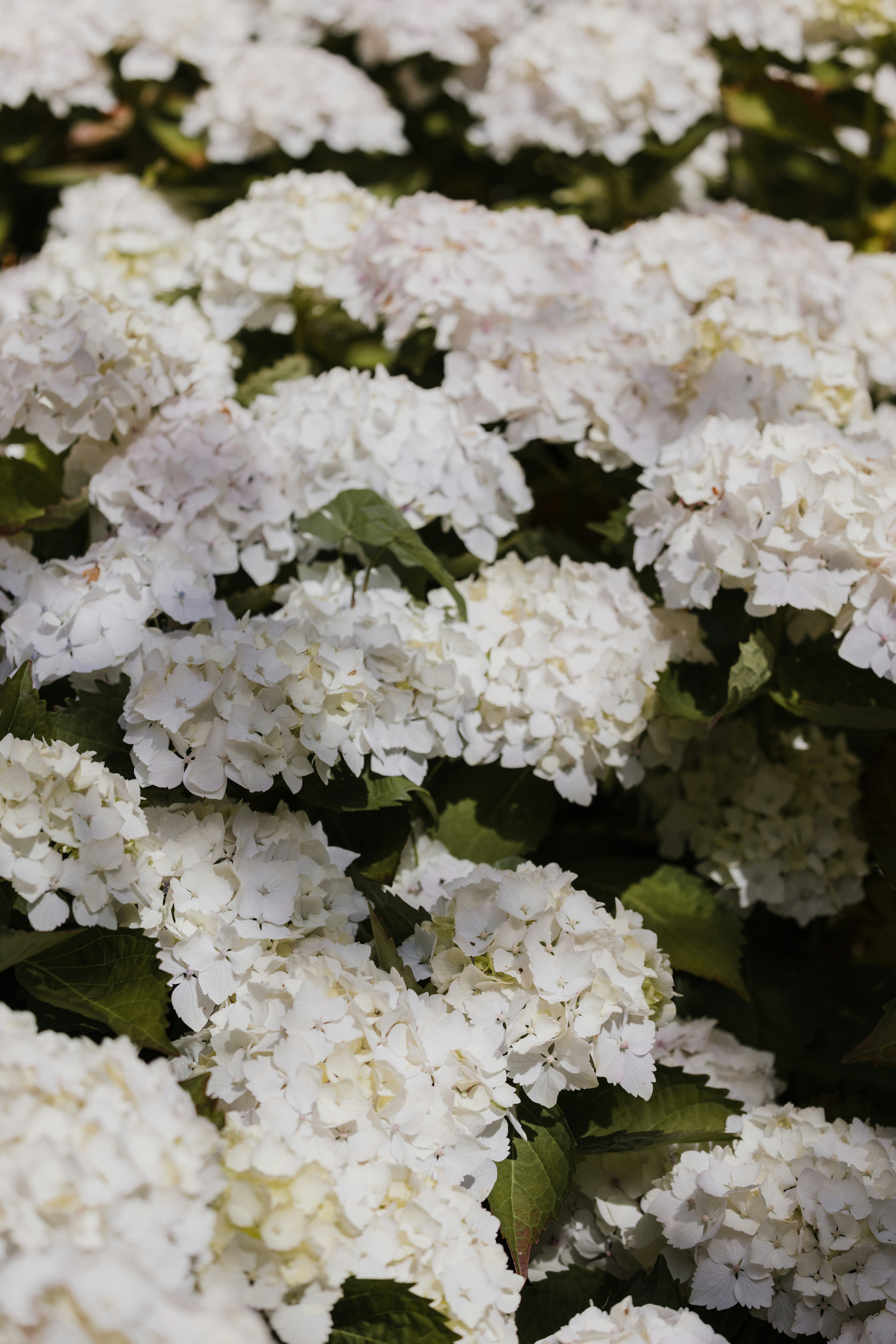 Photo by anniespratt