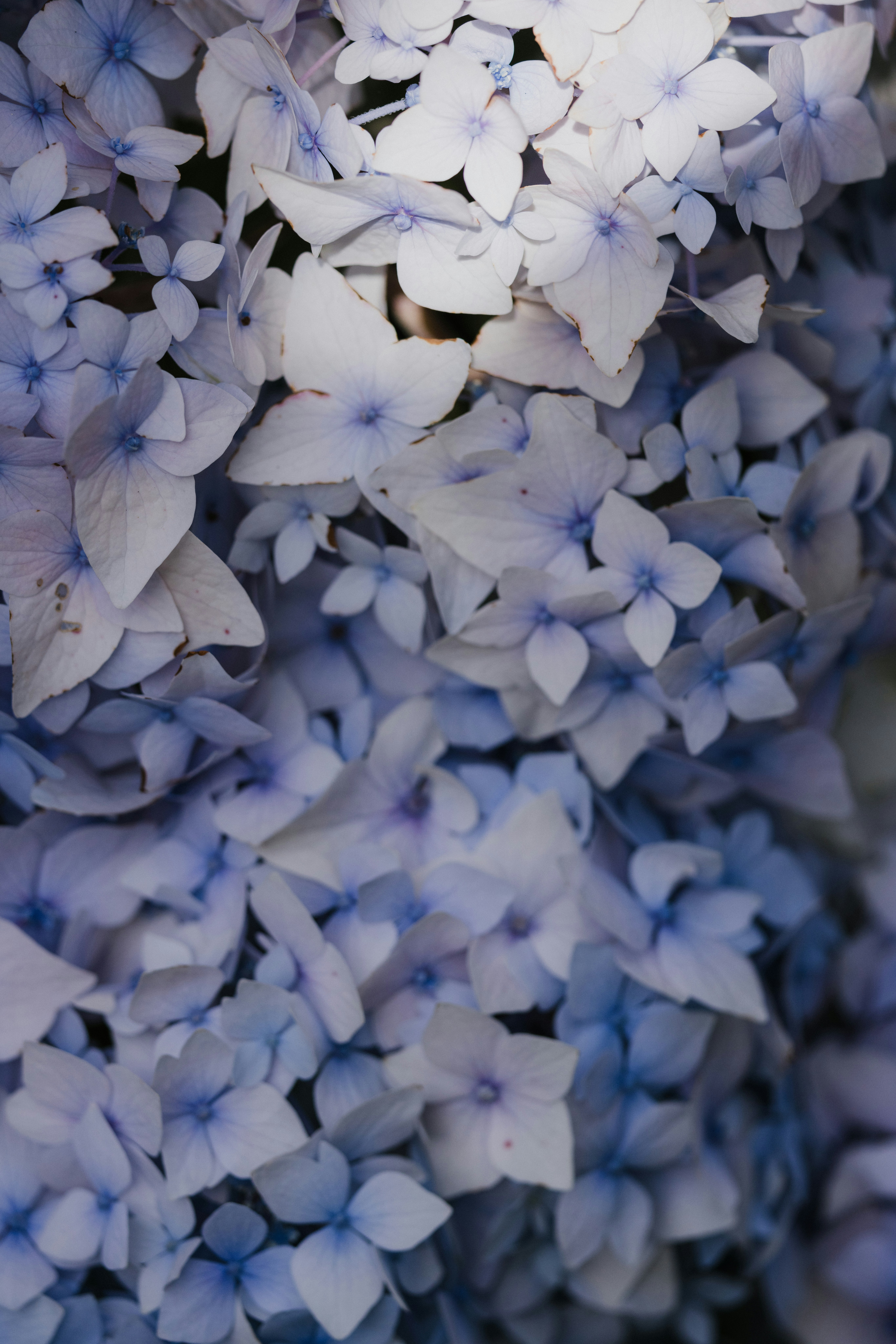 Photo by anniespratt