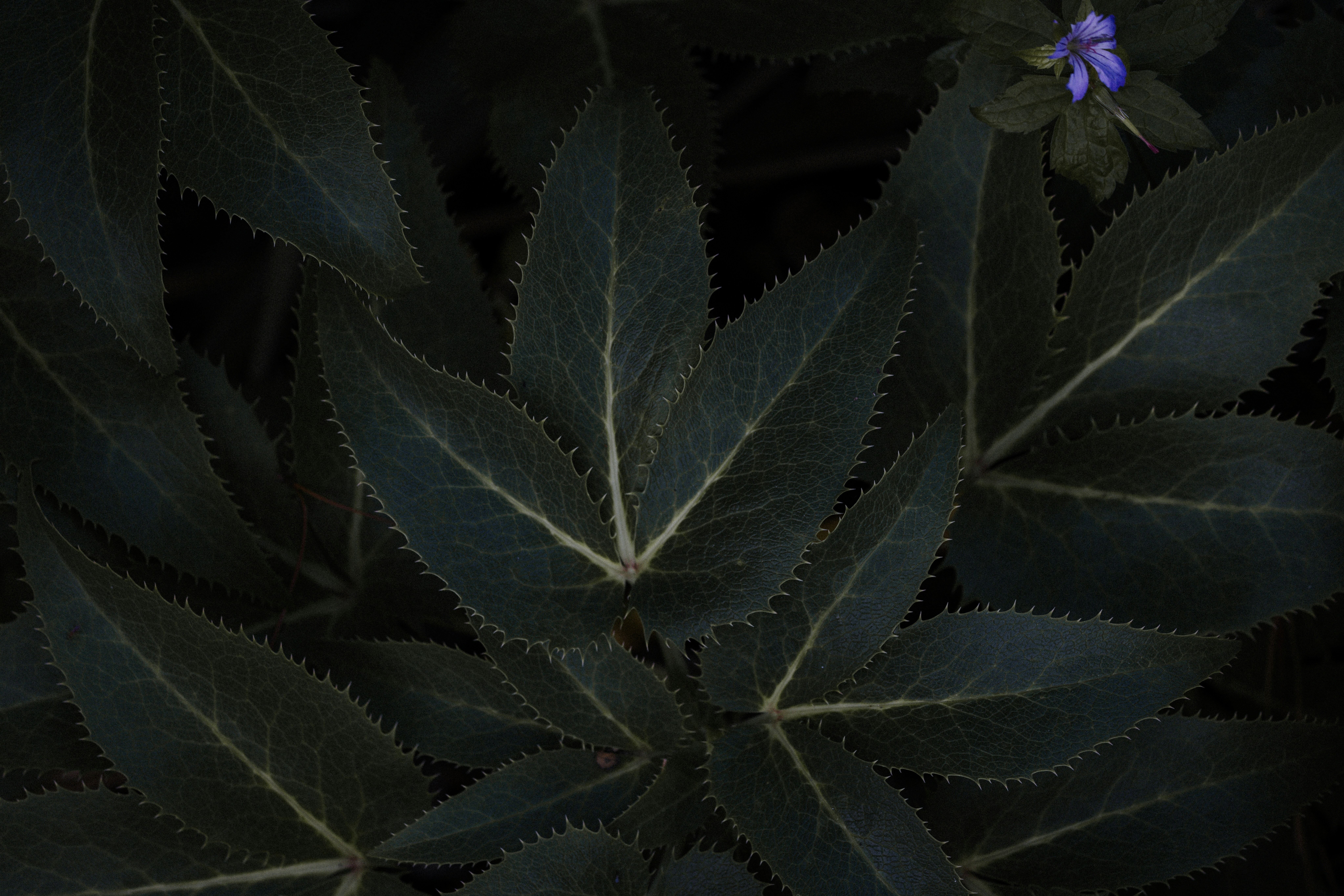 Close up of a plant with purple flowers