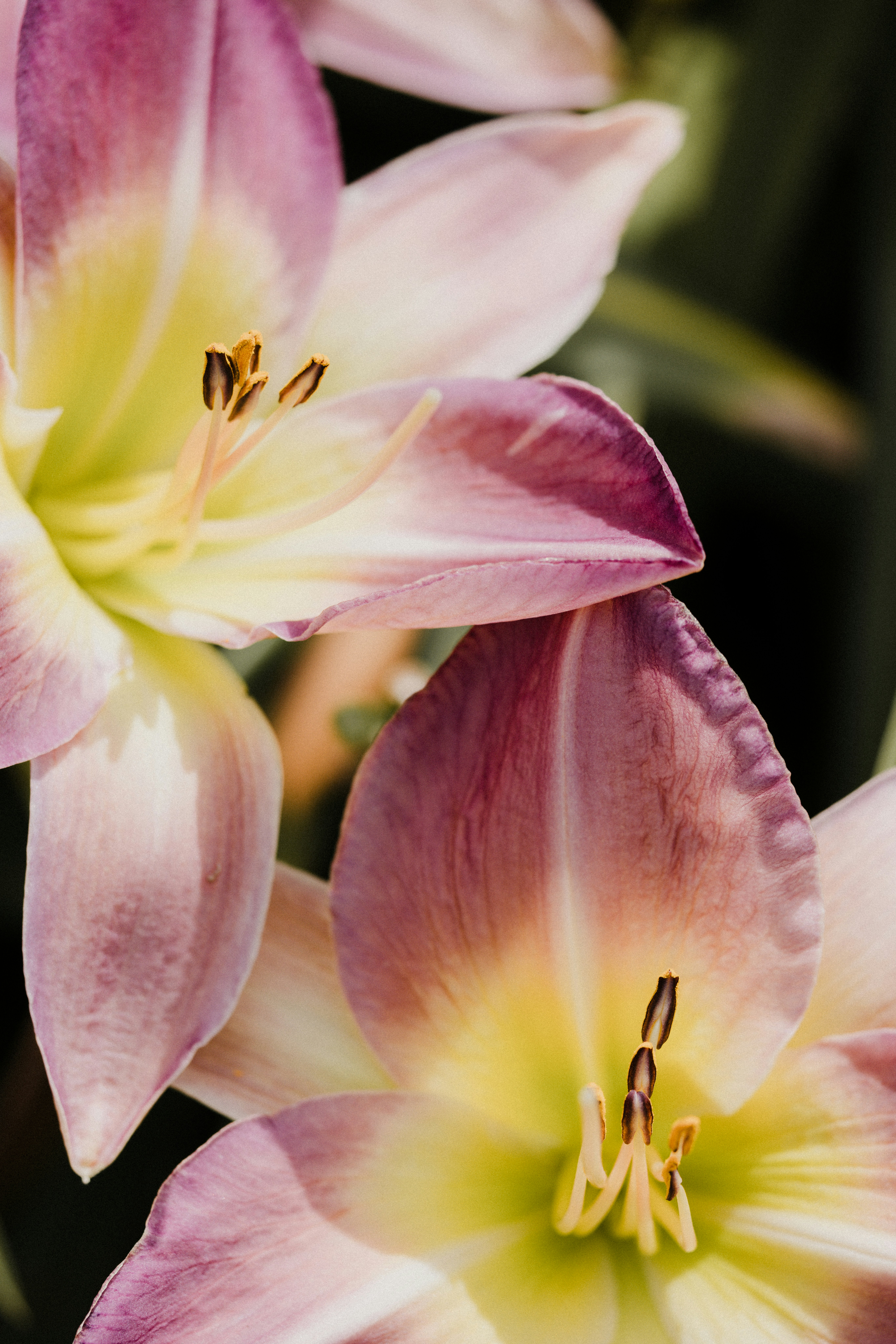 A group of pink flowers with yellow centers photo – Free Lily Image on ...