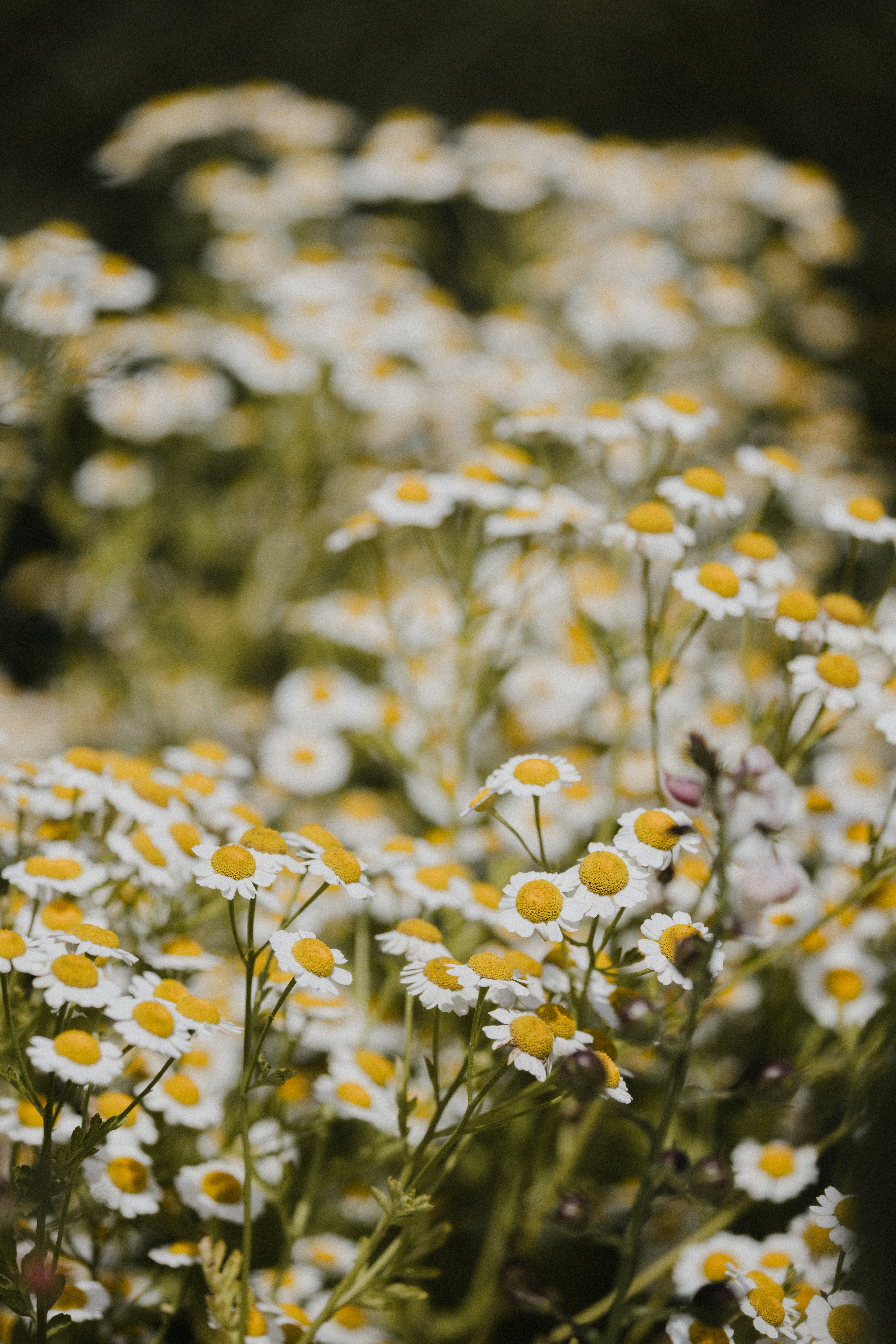 Photo by anniespratt