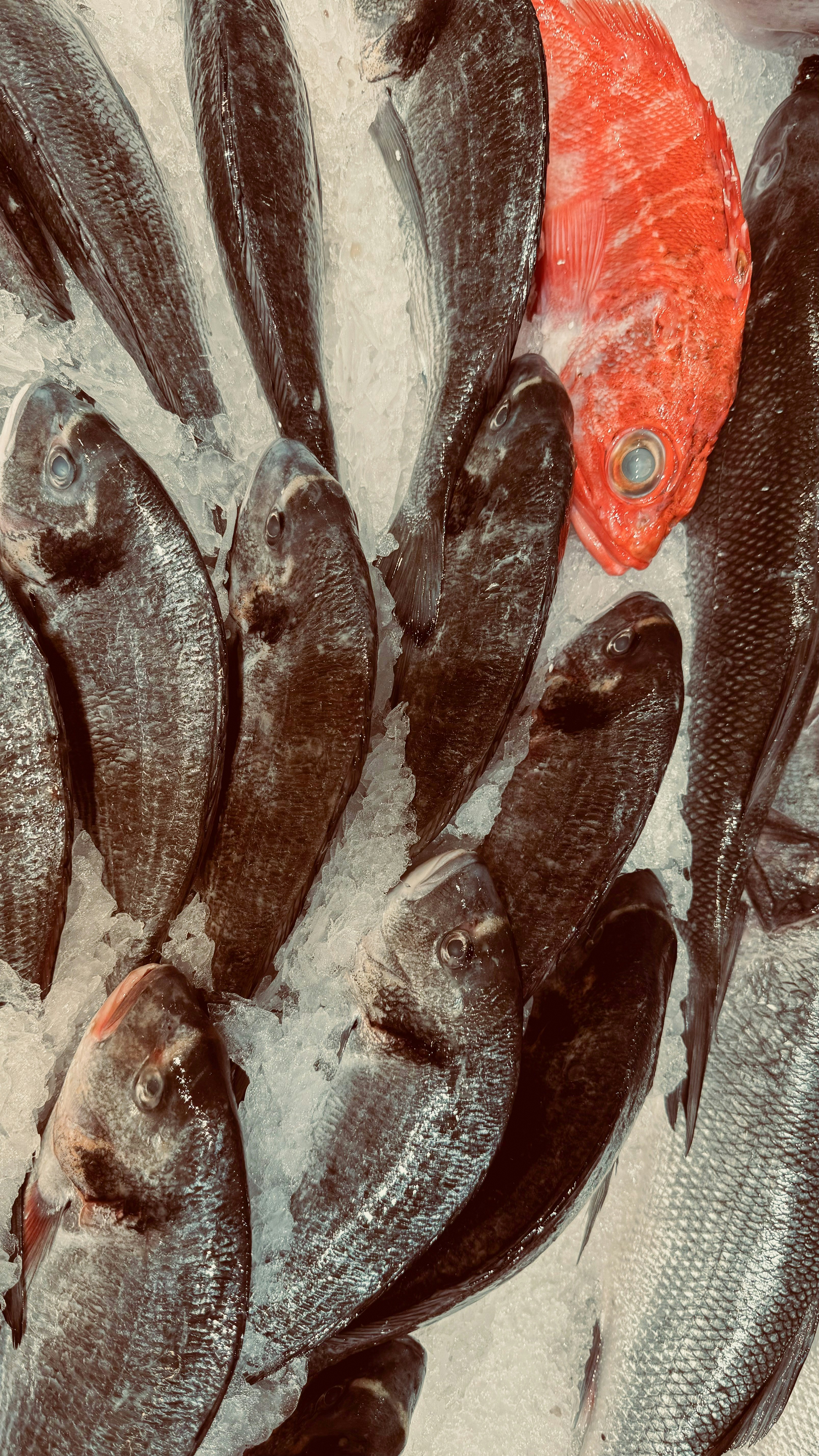 Sekelompok ikan yang tergeletak di atas meja