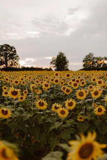 A large field of sunflowers under a cloudy sky