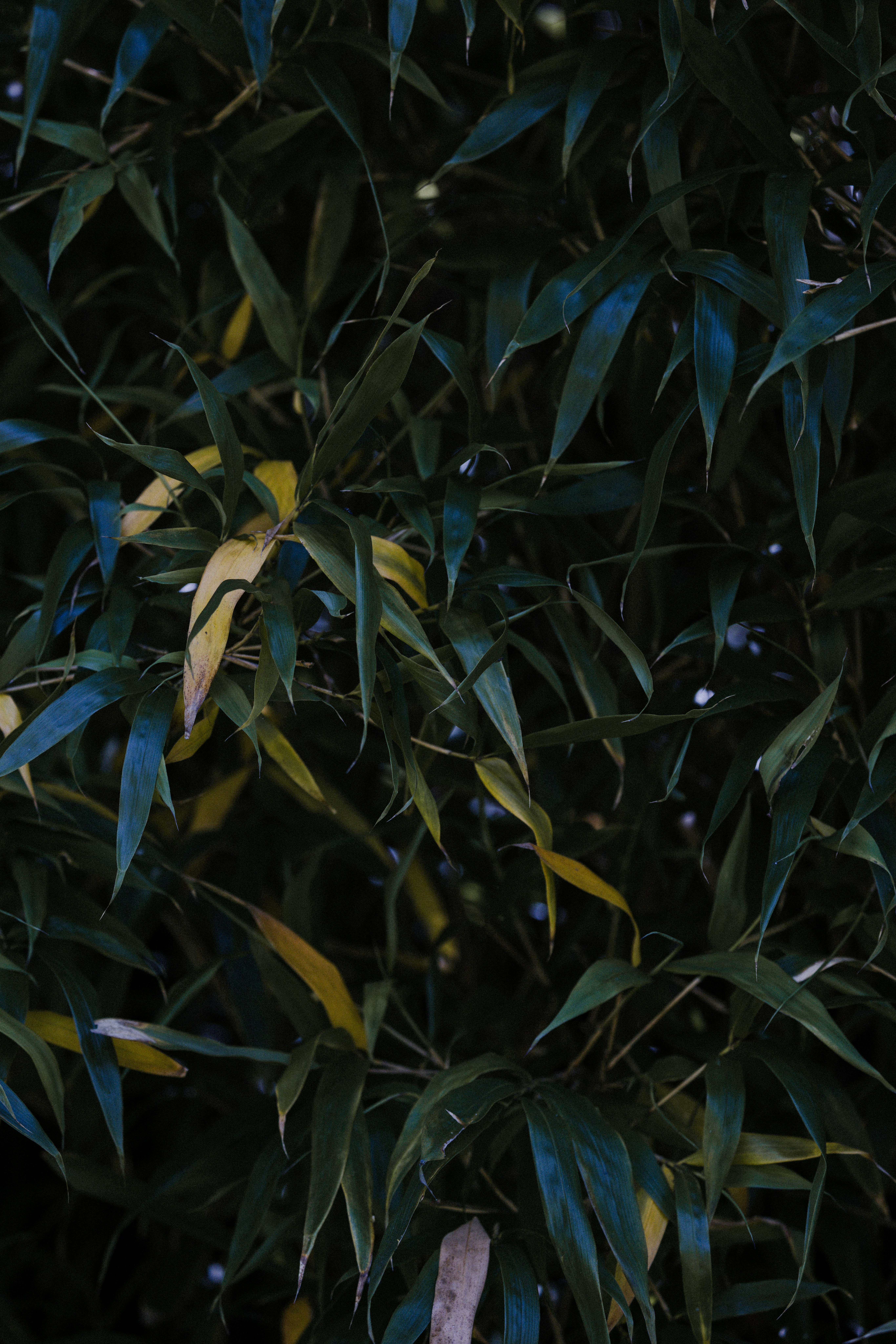 Photo by anniespratt