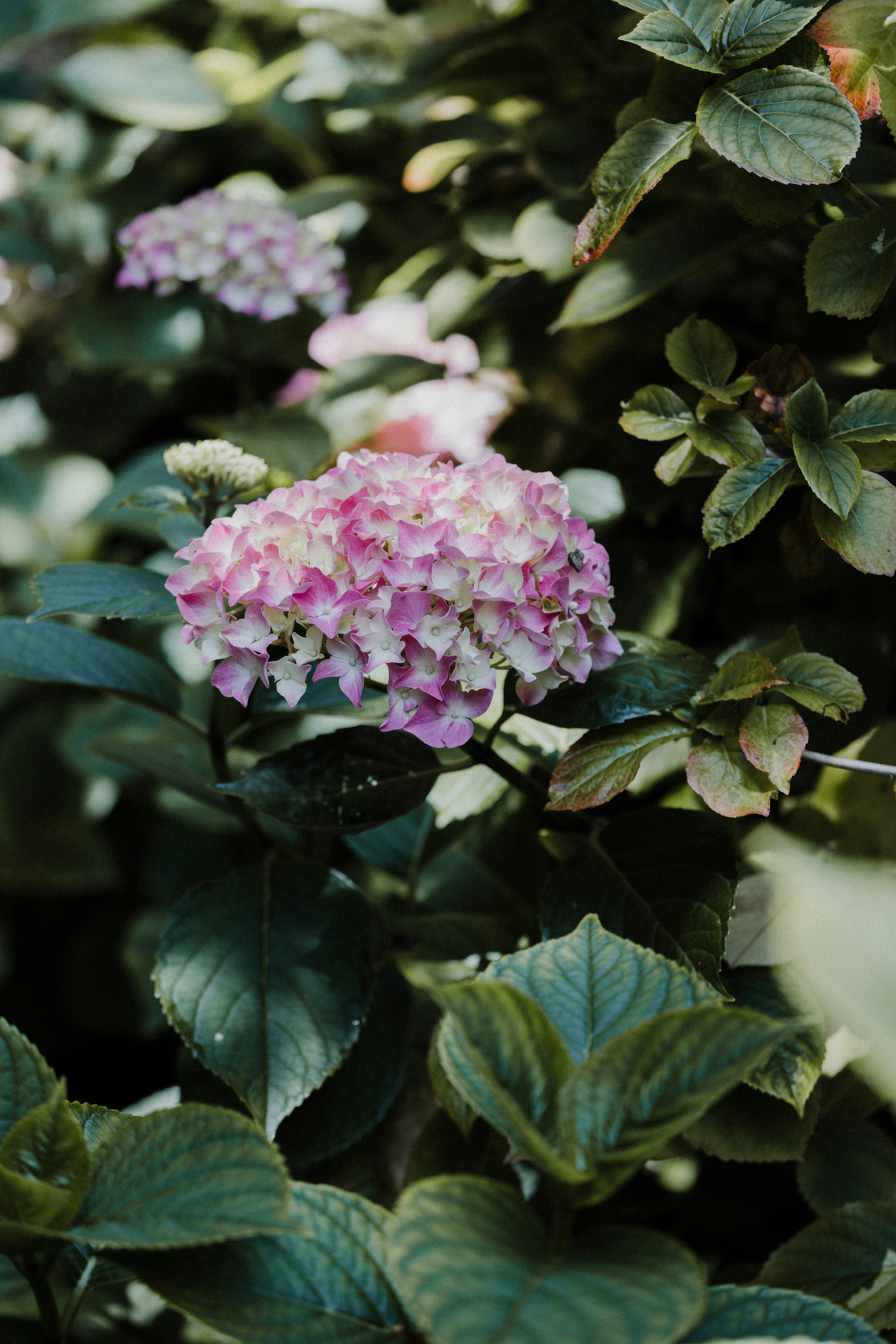 Photo by anniespratt