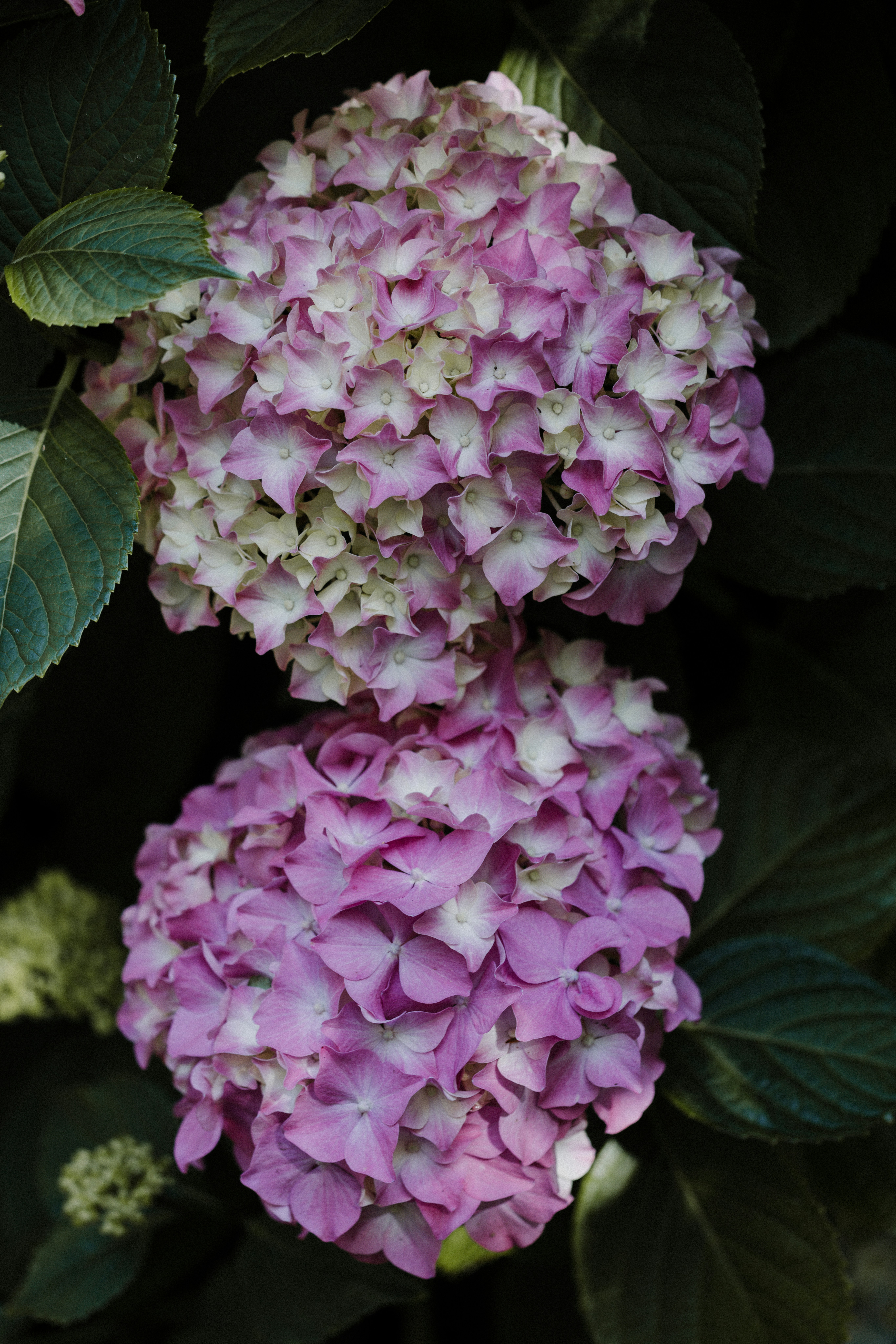 Photo by anniespratt