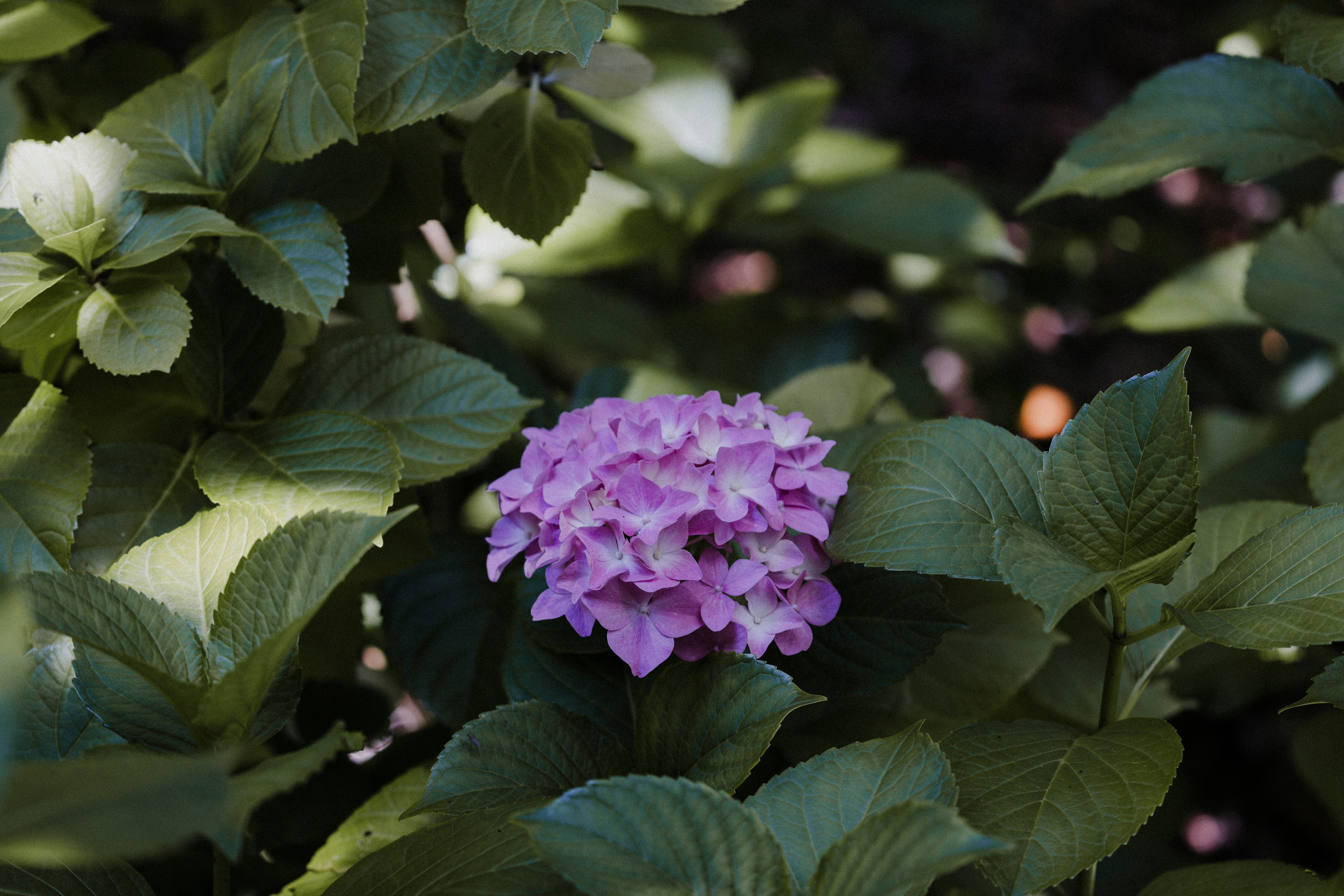 Photo by anniespratt