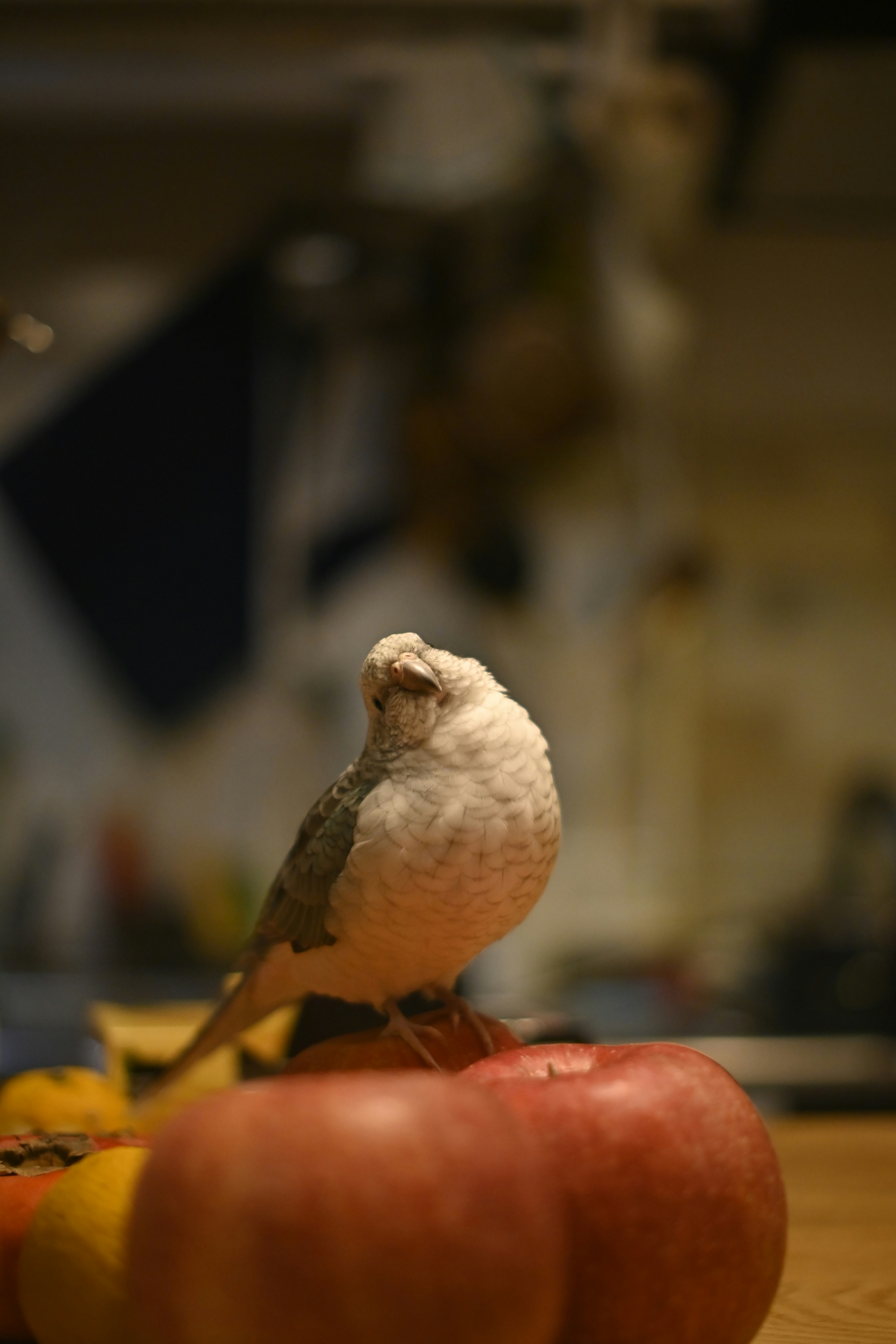 A bird sitting on top of a pile of fruit