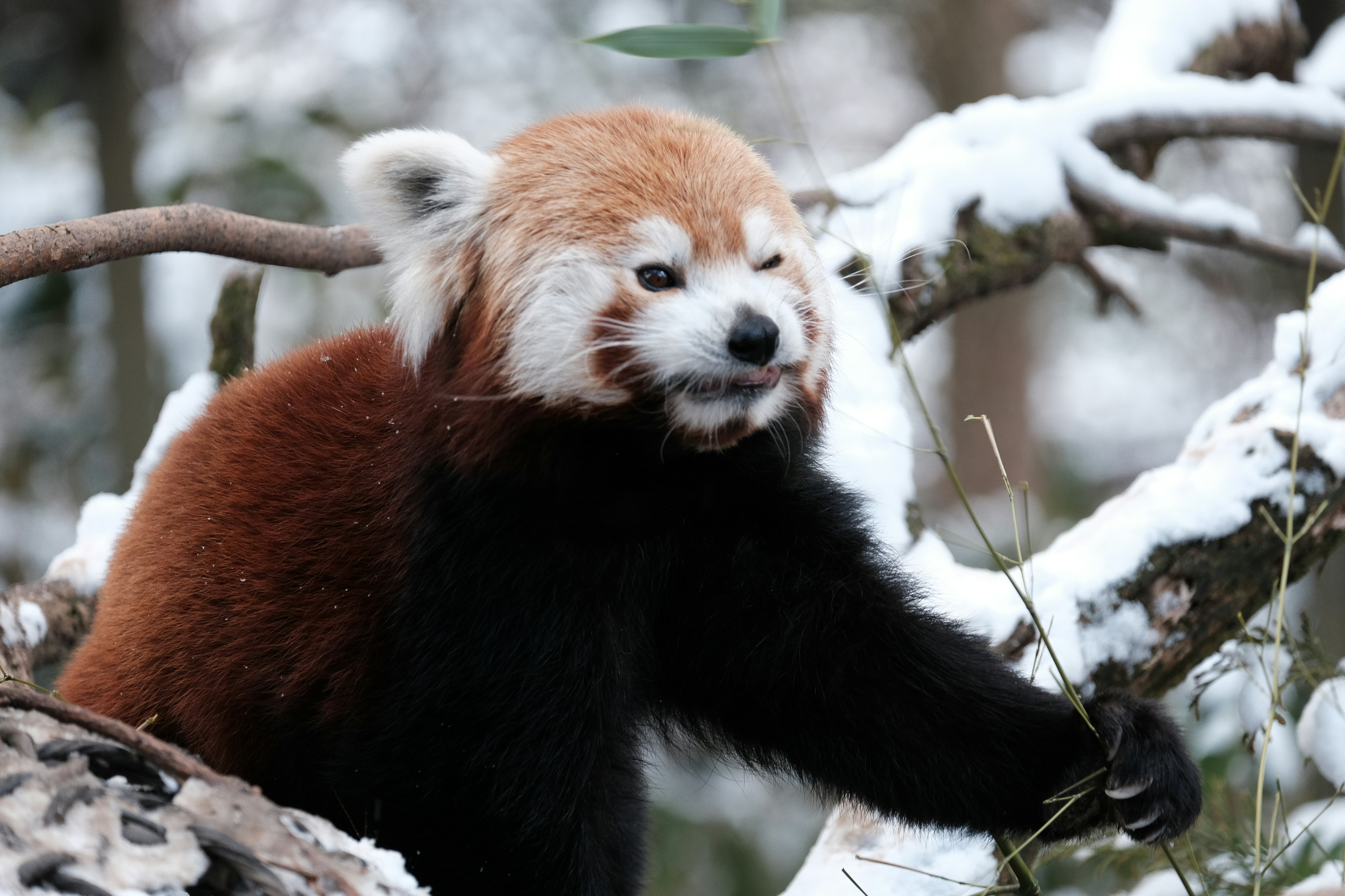 雪の中の木に登るレッサーパンダ