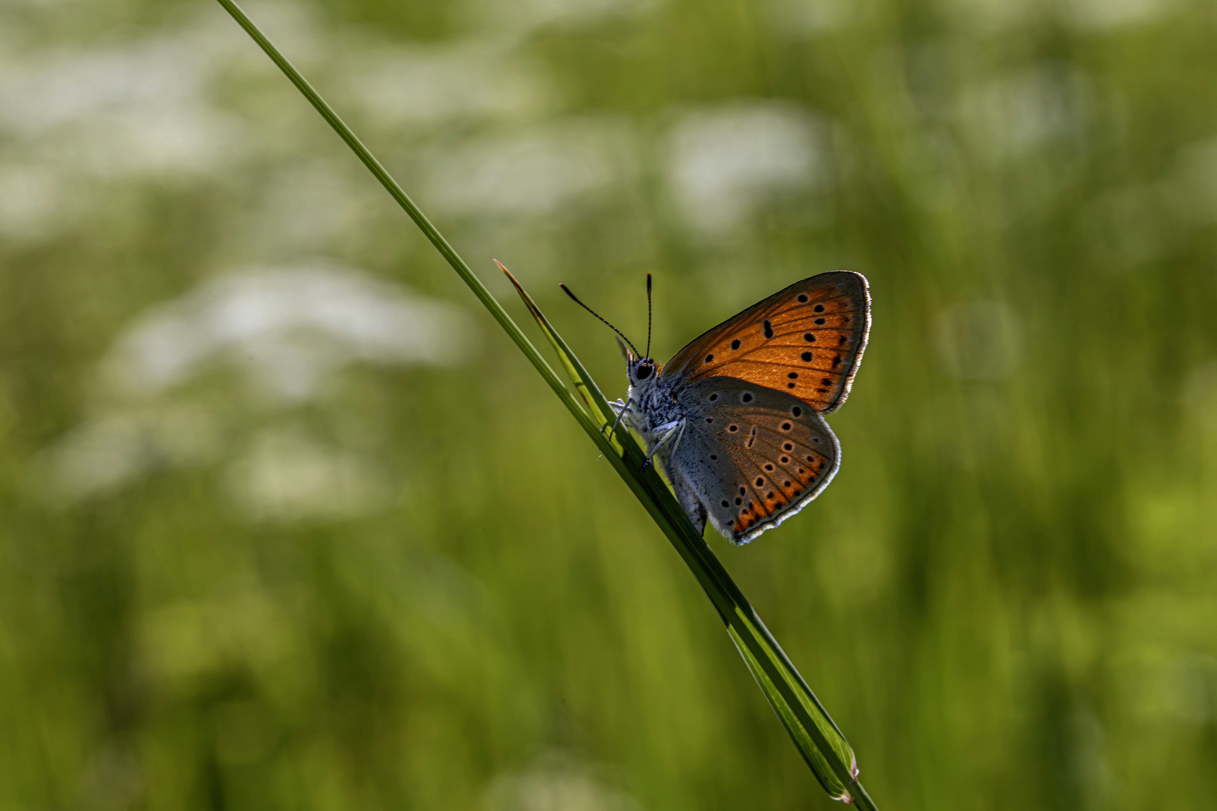 Photo by erik_karits