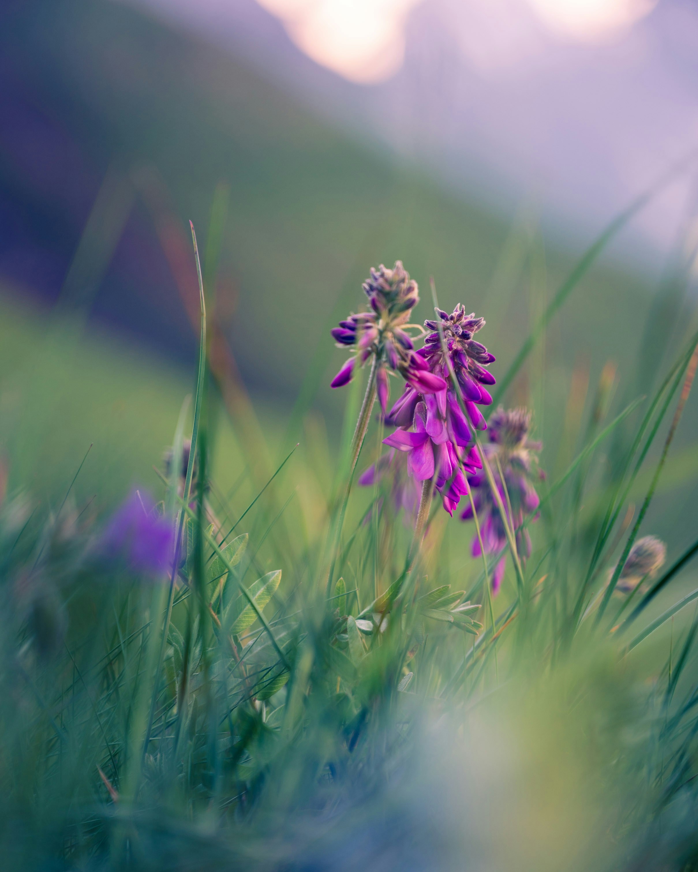 A close up of a purple flower in a field