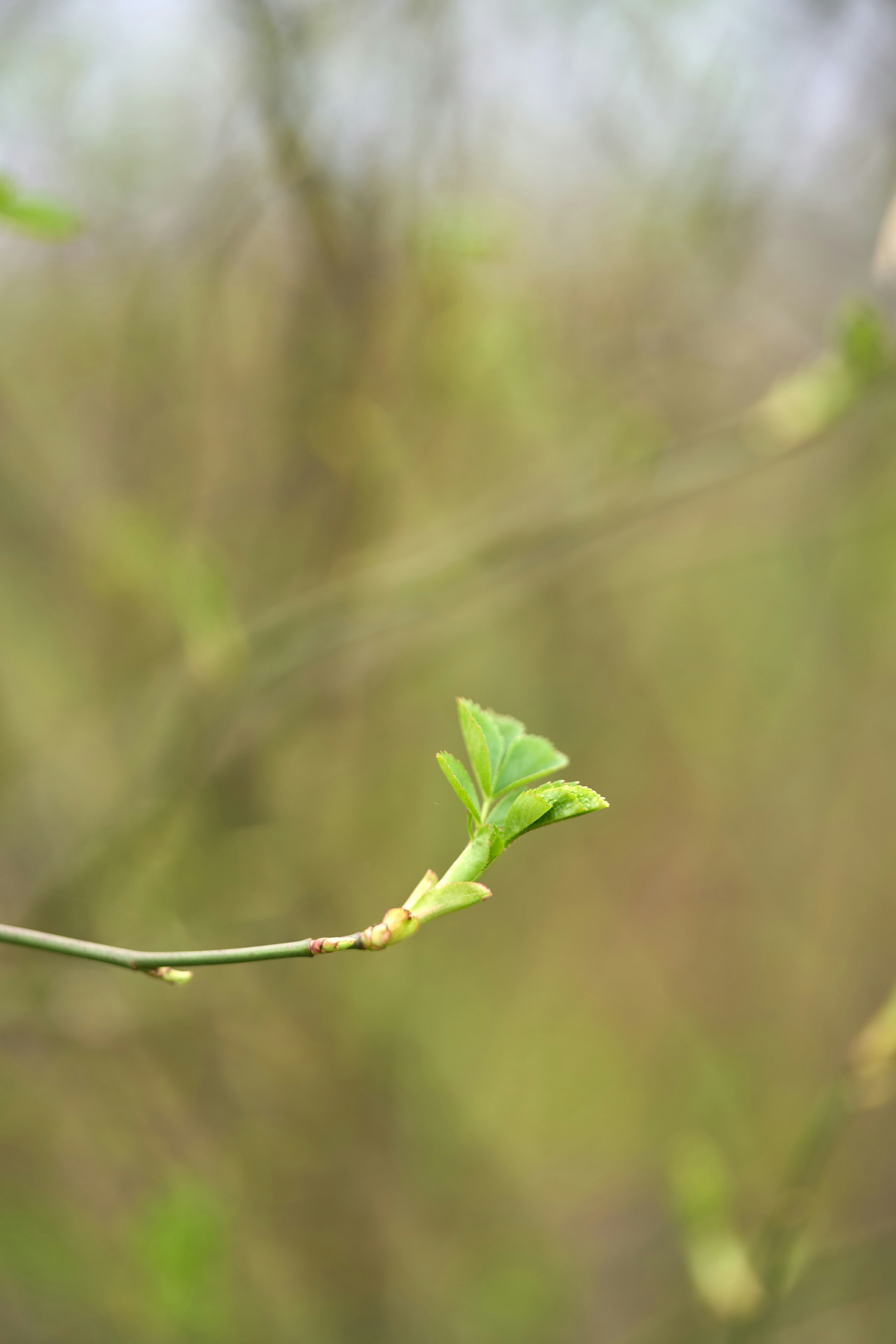 Photo by wolfgang_hasselmann