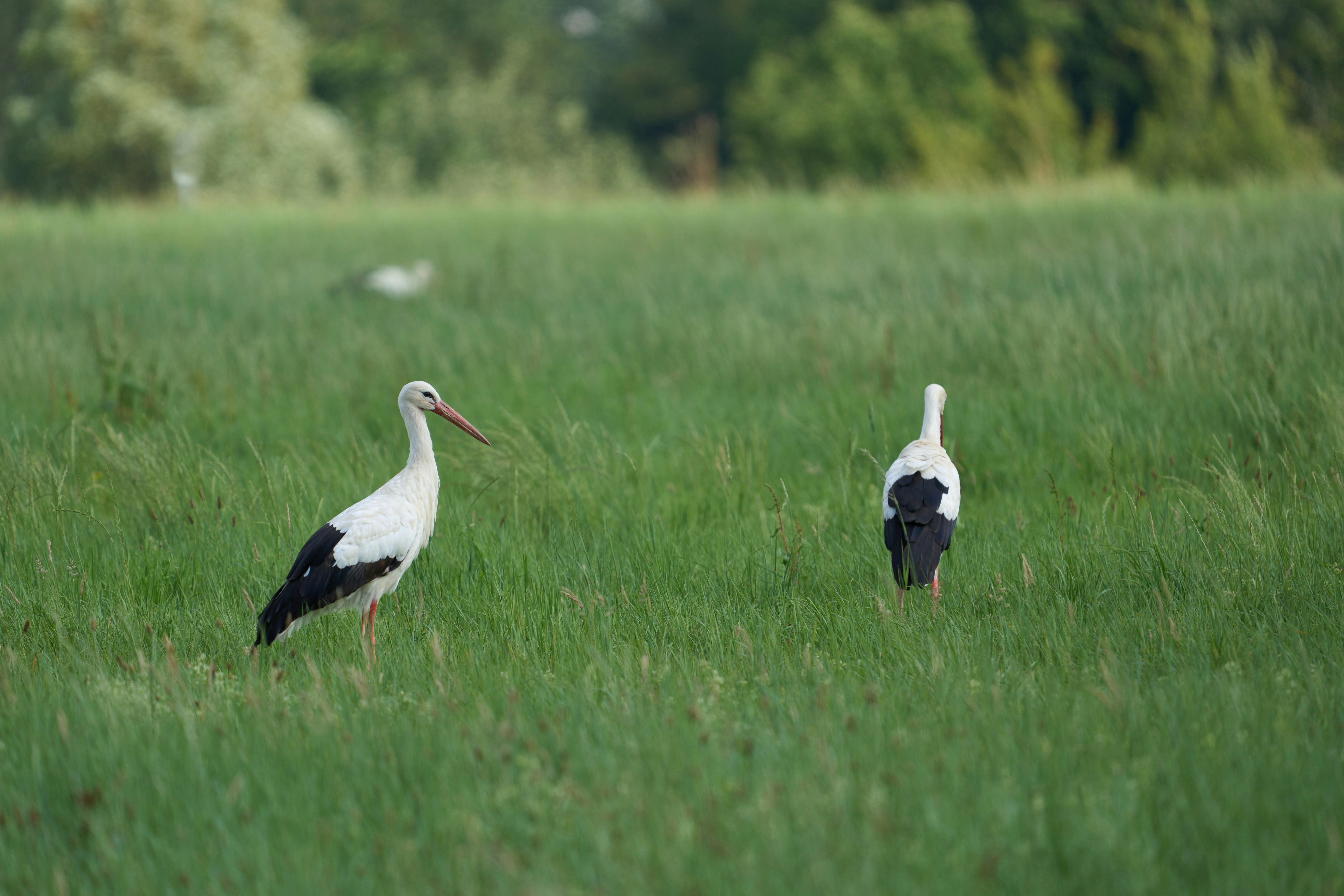 Photo by wolfgang_hasselmann