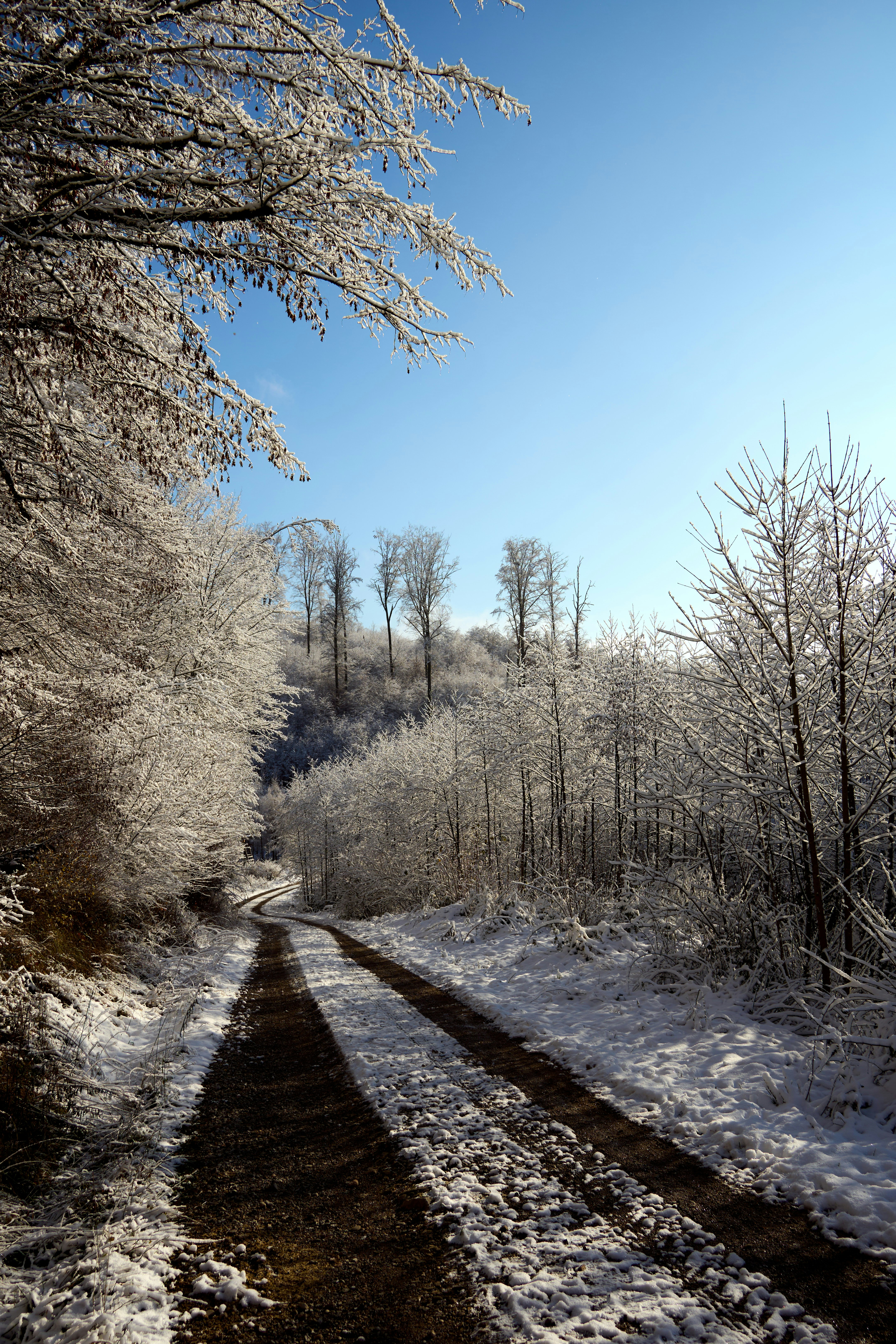 Photo by wolfgang_hasselmann