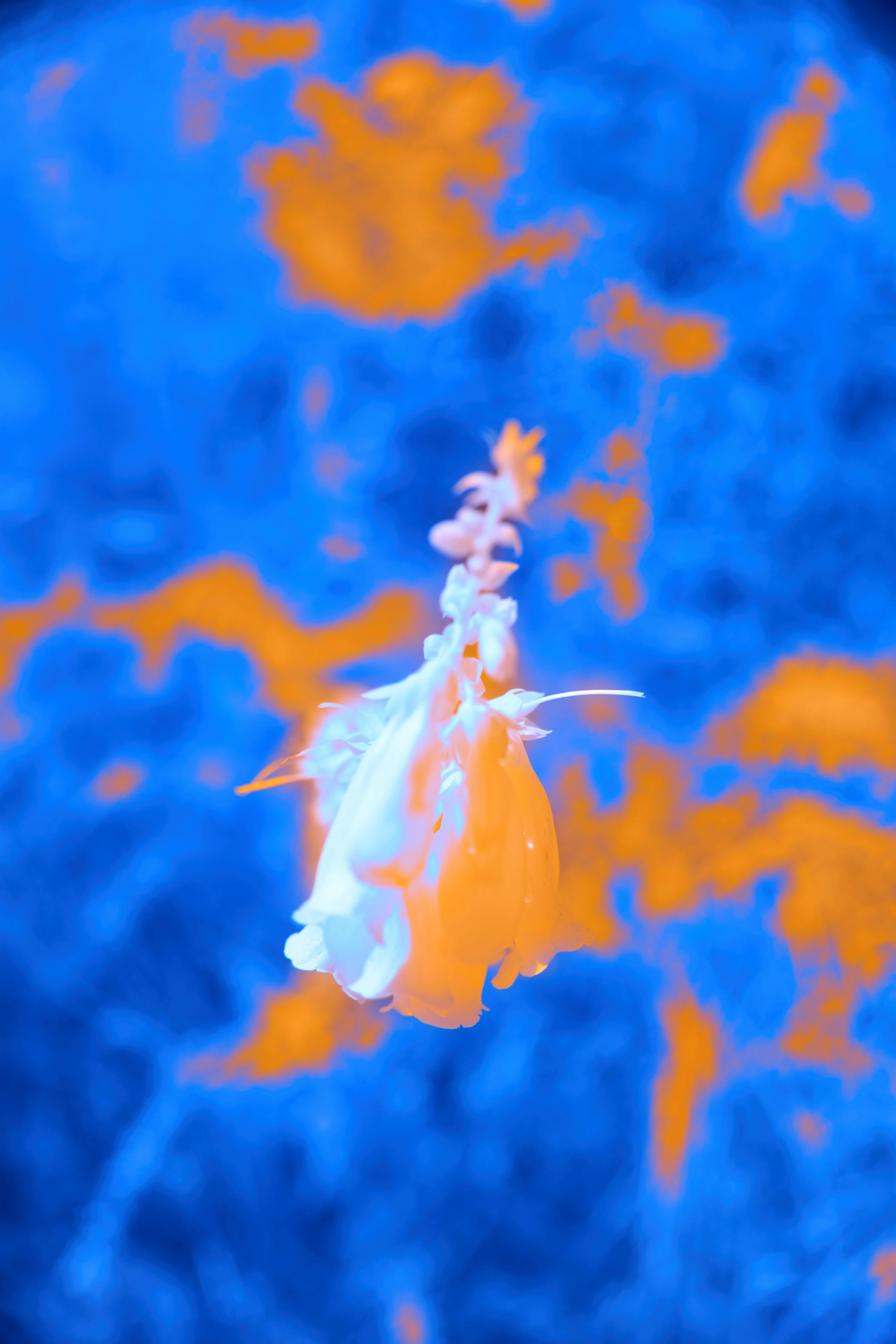 Photo by wolfgang_hasselmann