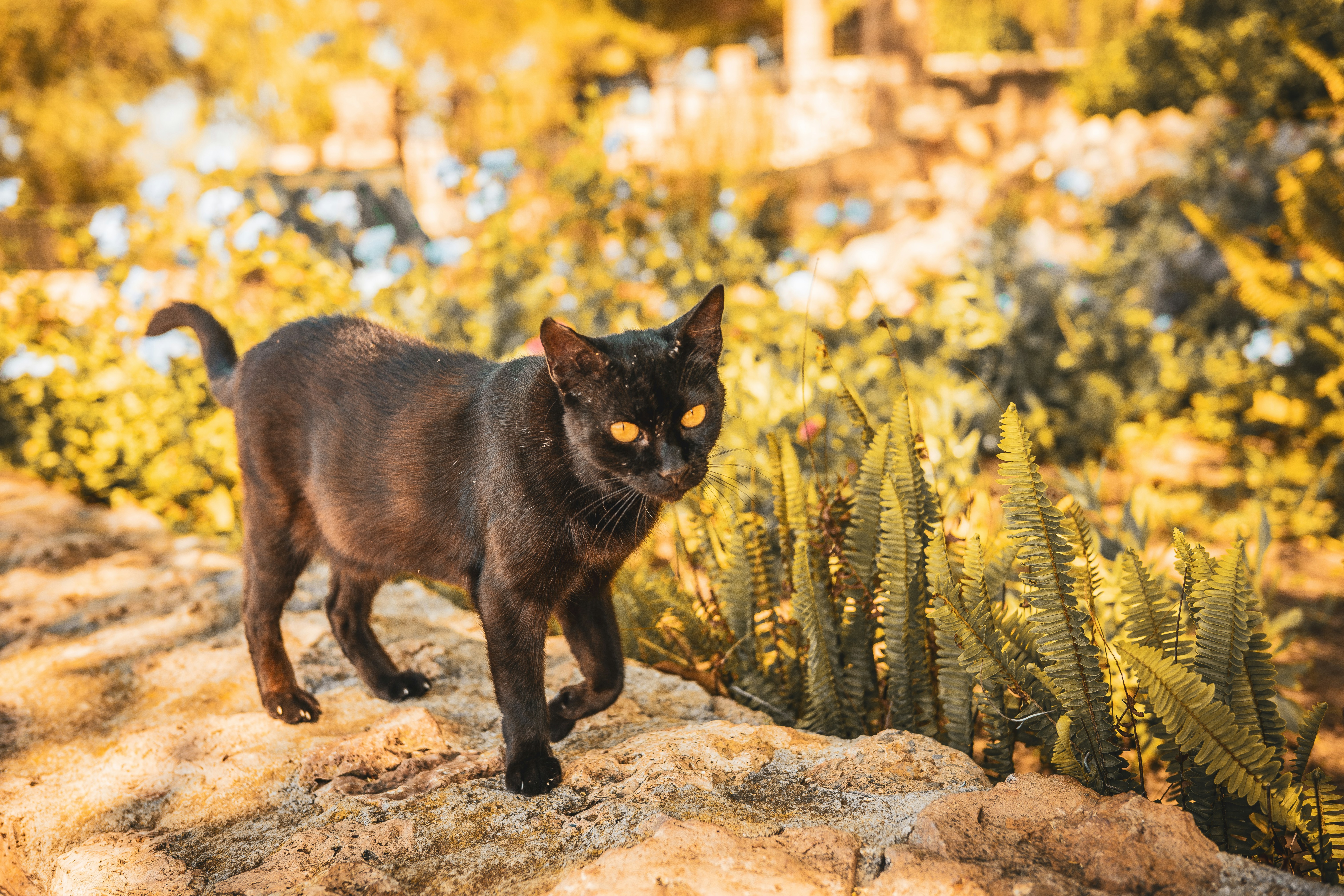 Un gato negro caminando por un campo de tierra