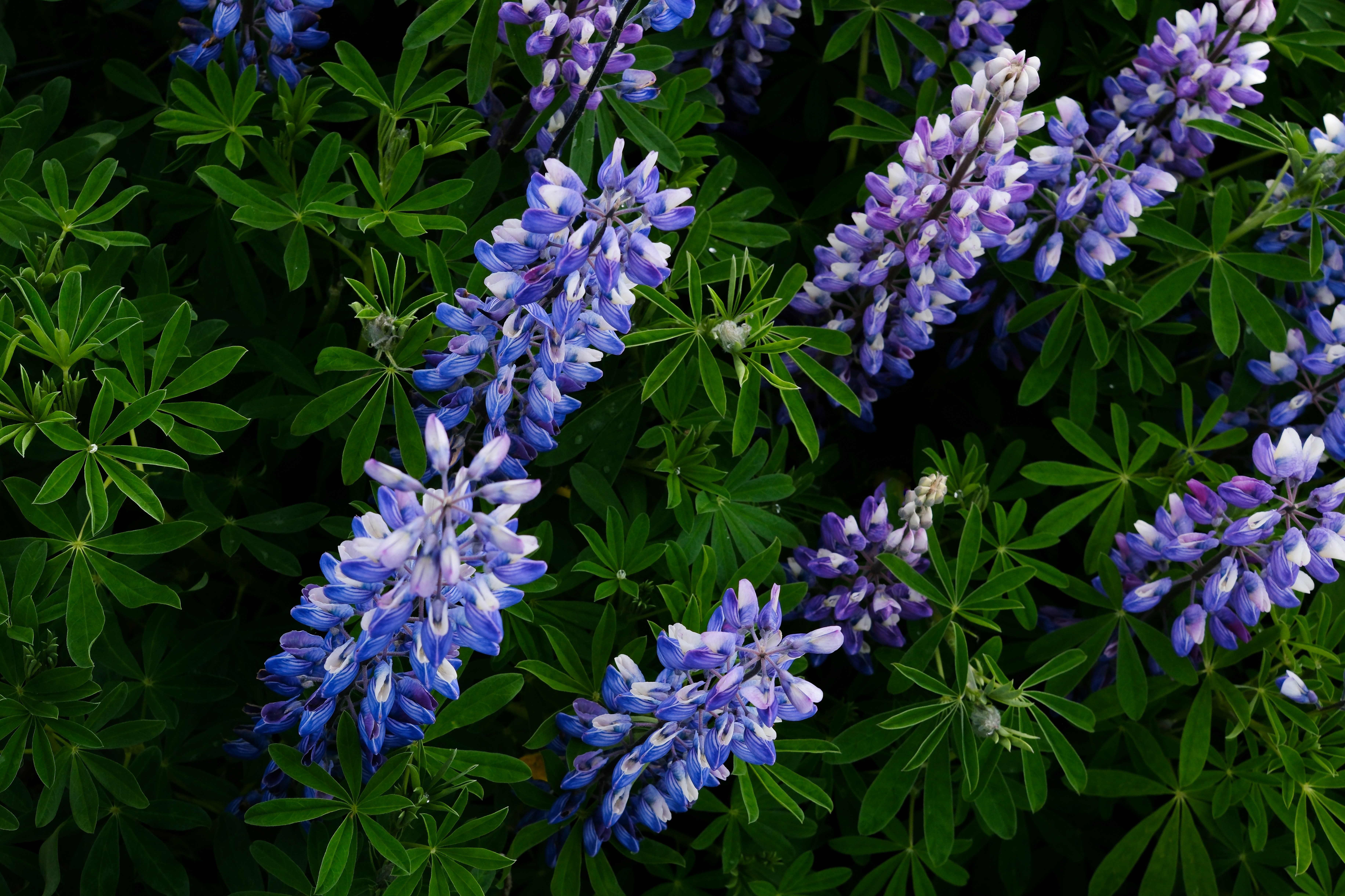 A close up of a bunch of purple flowers