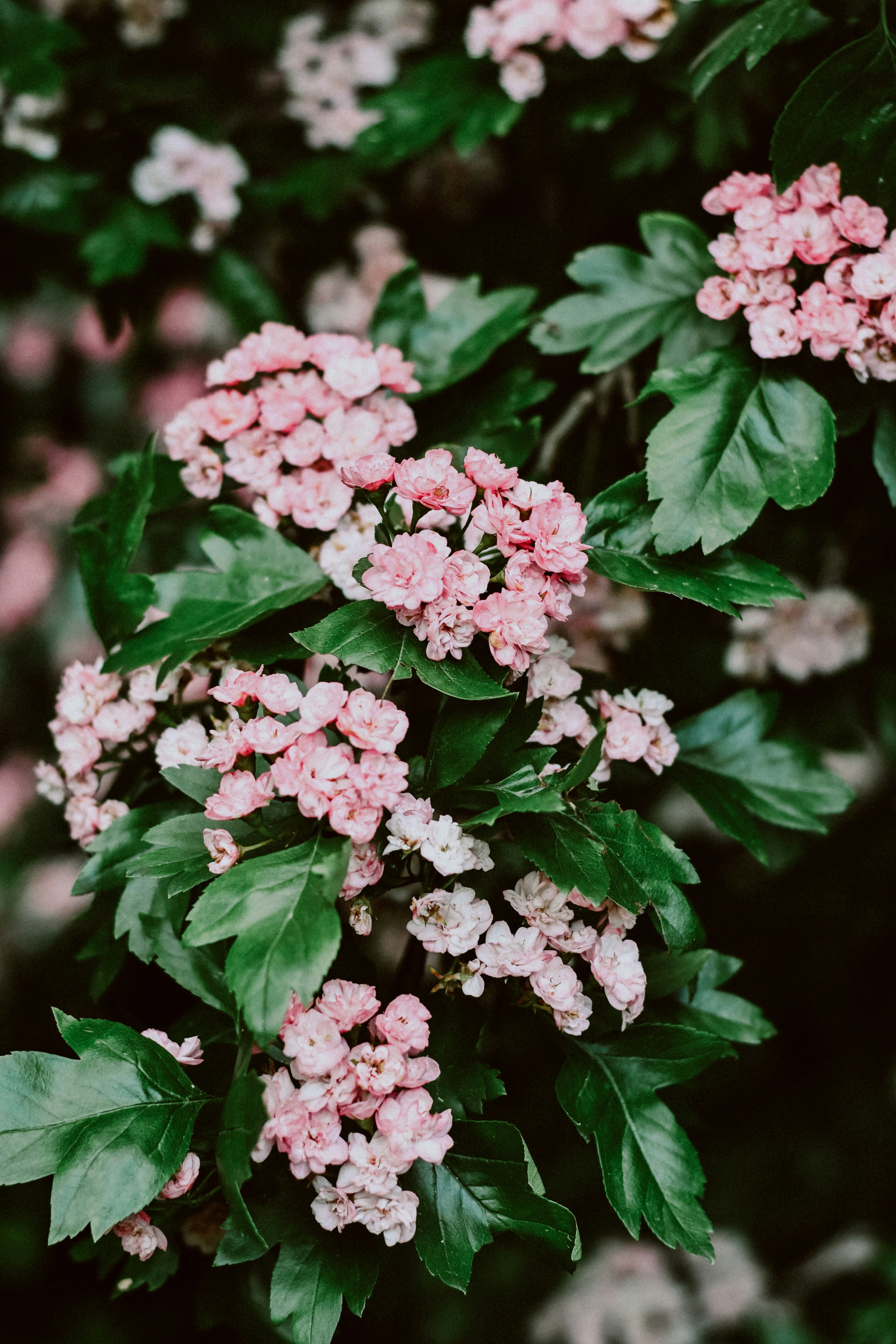 Photo by dinamakhmutova